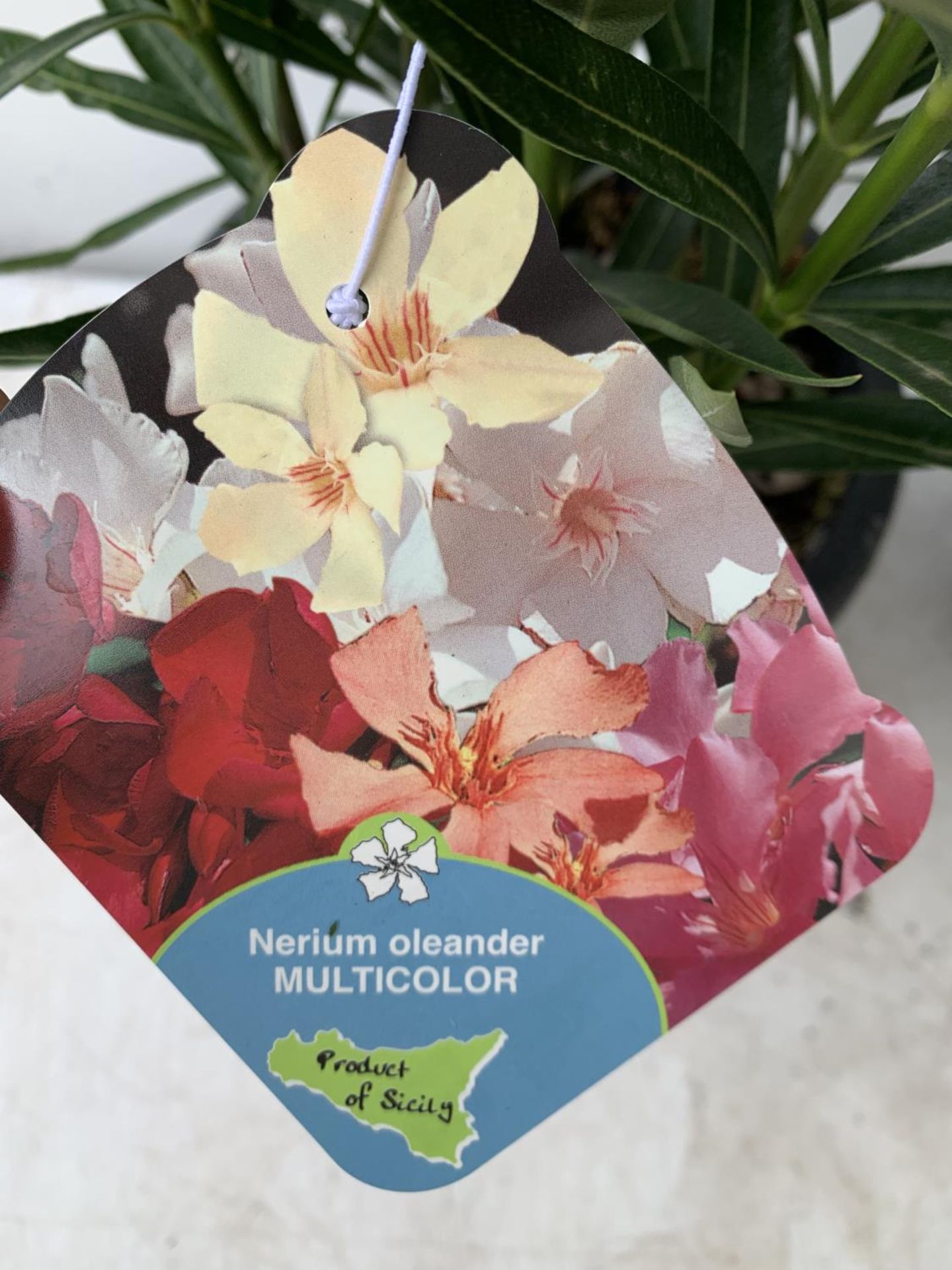 TWO OLEANDER NERIUM SHRUBS MULTICOLOURED APPROX 60CM TALL IN 4 LTR POTS PLUS VAT TO BE SOLD FOR - Image 5 of 5