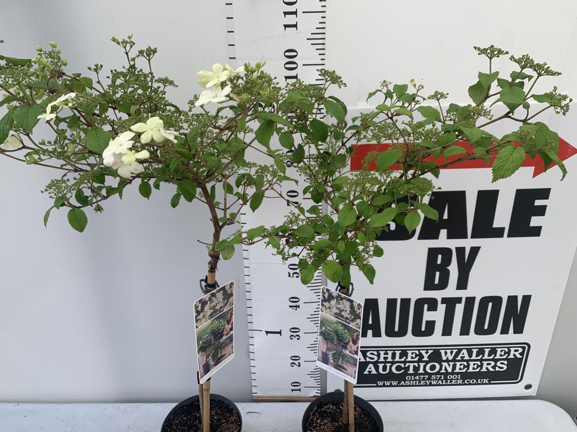 TWO STANDARD VIBURNUM PLICATUM 'WATANABE' APPROX 110CM IN HEIGHT IN 3 LTR POTS PLUS VAT TO BE SOLD - Image 2 of 5