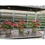 THREE AZALEA JAPONICA MOEDERKENSDAG IN 2 LTR POTS TO BE SOLD FOR THE THREE PLUS VAT