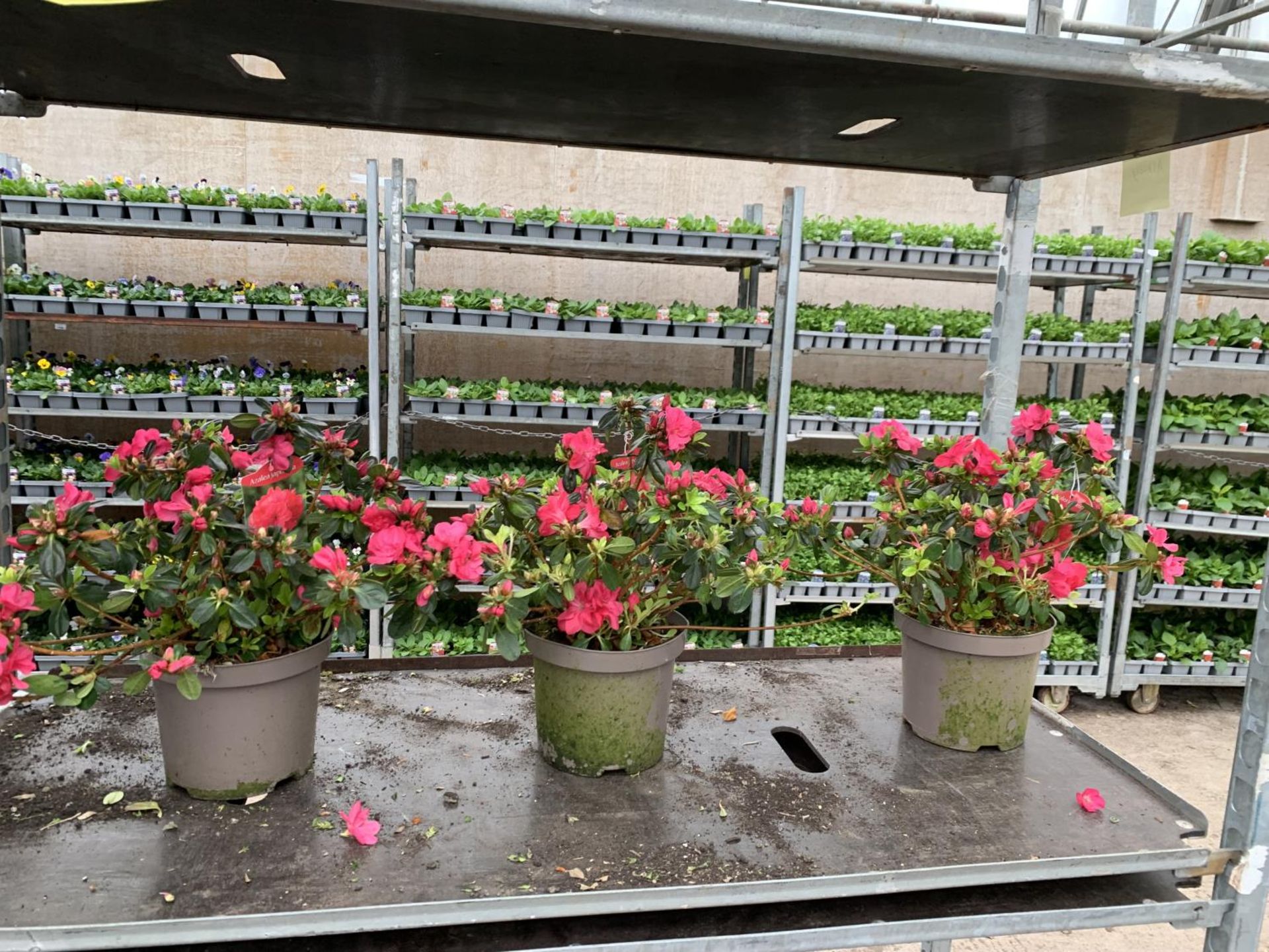 THREE AZALEA JAPONICA MOEDERKENSDAG IN 2 LTR POTS TO BE SOLD FOR THE THREE PLUS VAT