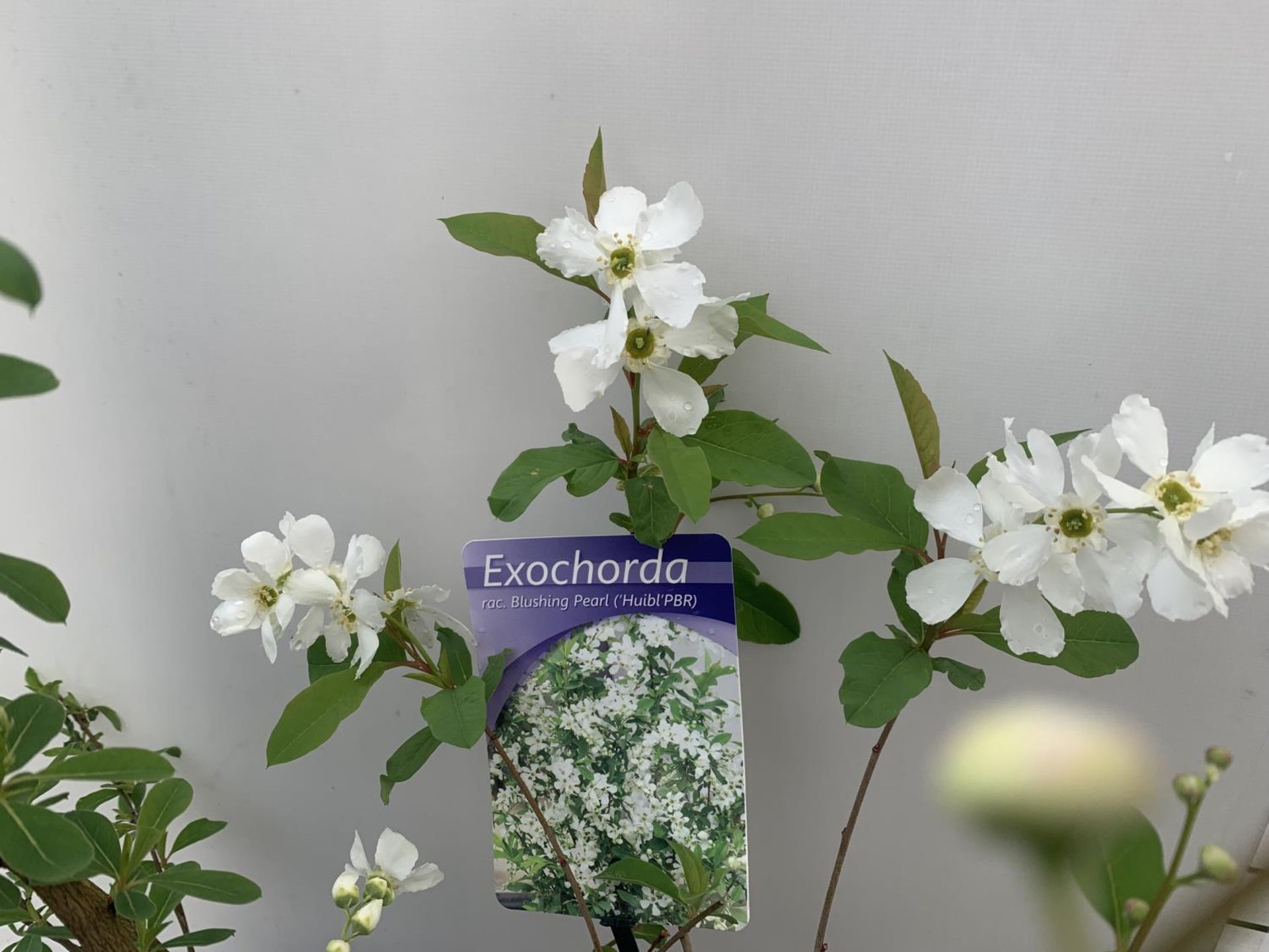 TWO EXOCHORDA 'NIAGARA' AND 'BLUSHING PEARL' APPROX 60CM IN HEIGHT IN 2 LTR POTS PLUS VAT TO BE SOLD - Image 3 of 6