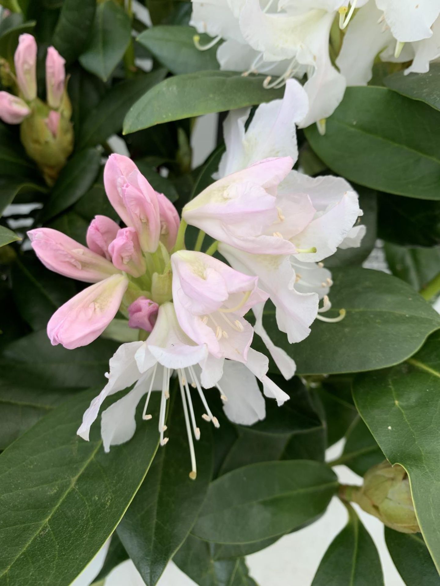 TWO LARGE RHODODENDRONS CUNNINGHAM'S WHITE IN 7.5 LTR POTS APPROX 70CM IN HEIGHT PLUS VAT TO BE SOLD - Image 3 of 6