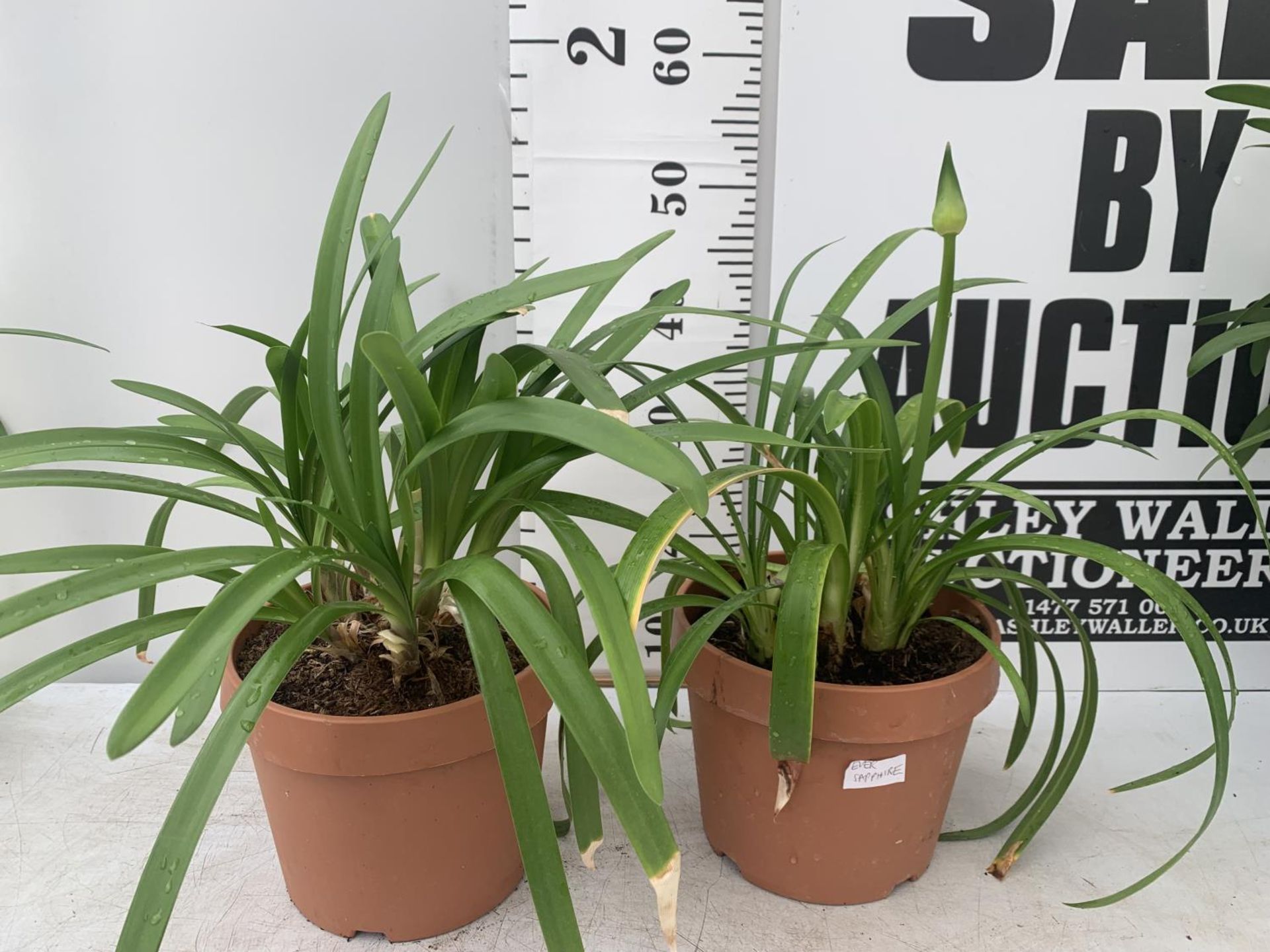 TWO AGAPANTHUS 'EVER SAPPHIRE' IN 4 LTR POTS APPROX 50CM IN HEIGHT PLUS VAT TO BE SOLD FOR THE TWO