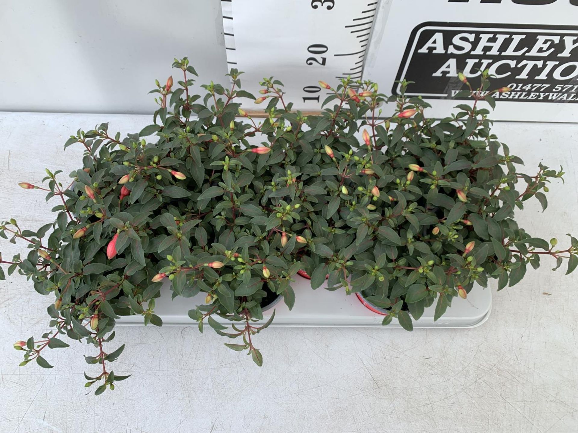 TWELVE FUCHSIA BELLA TRAILING PLANTS ON A TRAY IN P10 POTS PLUS VAT TO BE SOLD FOR THE TWELVE