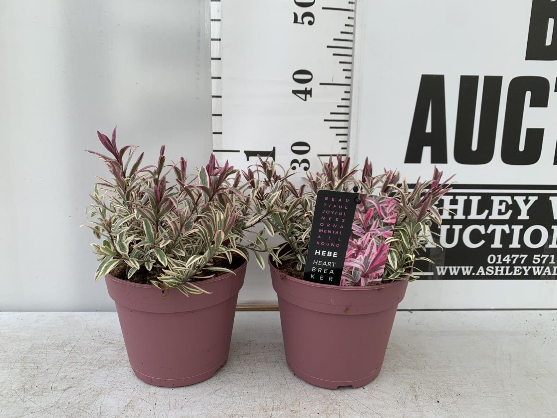 TWO HEBES MAGICOLOURS 'HEARTBREAKER' APPROX 30CM IN HEIGHT IN 2 LTR POTS PLUS VAT TO BE SOLD FOR THE