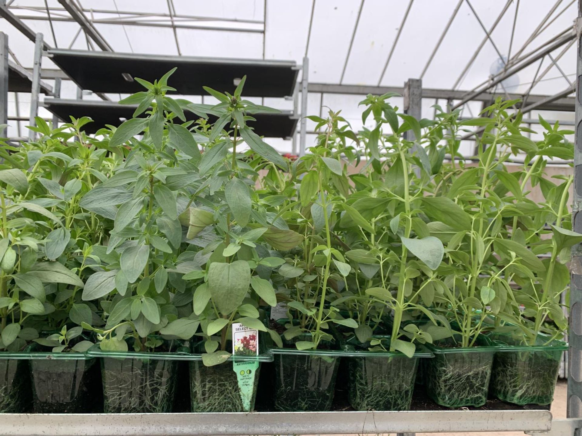 TEN TRAYS OF SIX ANTIRRHINUM APPEAL SELECT MIX TO BE SOLD FOR THE SIXTY PLANTS PLUS VAT