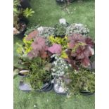 TWELVE MIXED PERENNIALS TO INCLUDE SAXIFRAGE, PENSTEMON, SEDUM, PHLOX ETC TO BE SOLD FOR THE