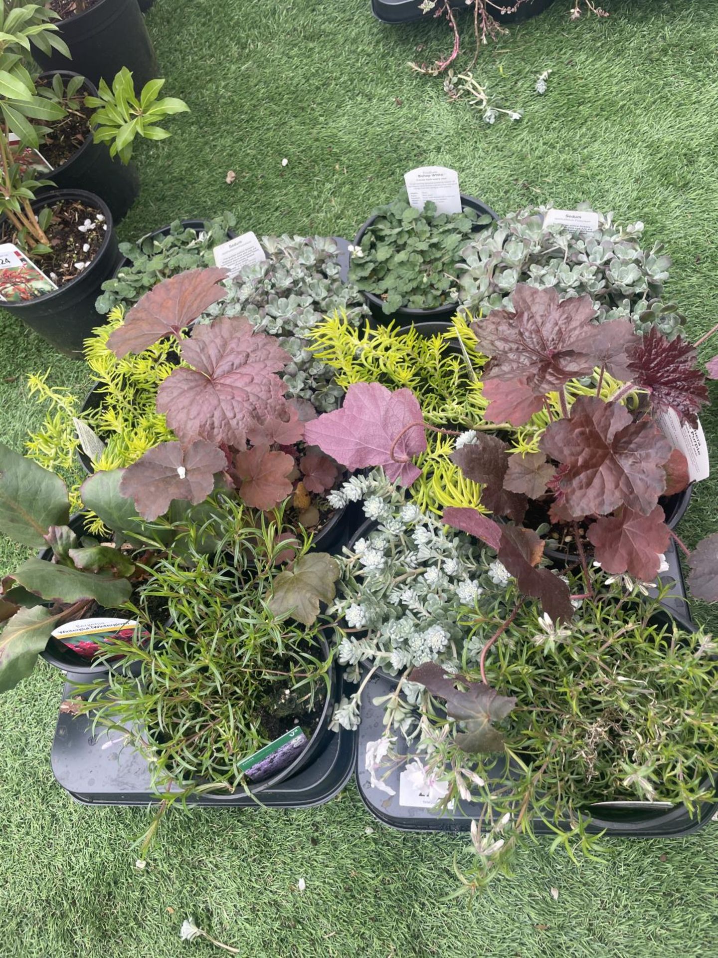 TWELVE MIXED PERENNIALS TO INCLUDE SAXIFRAGE, PENSTEMON, SEDUM, PHLOX ETC TO BE SOLD FOR THE