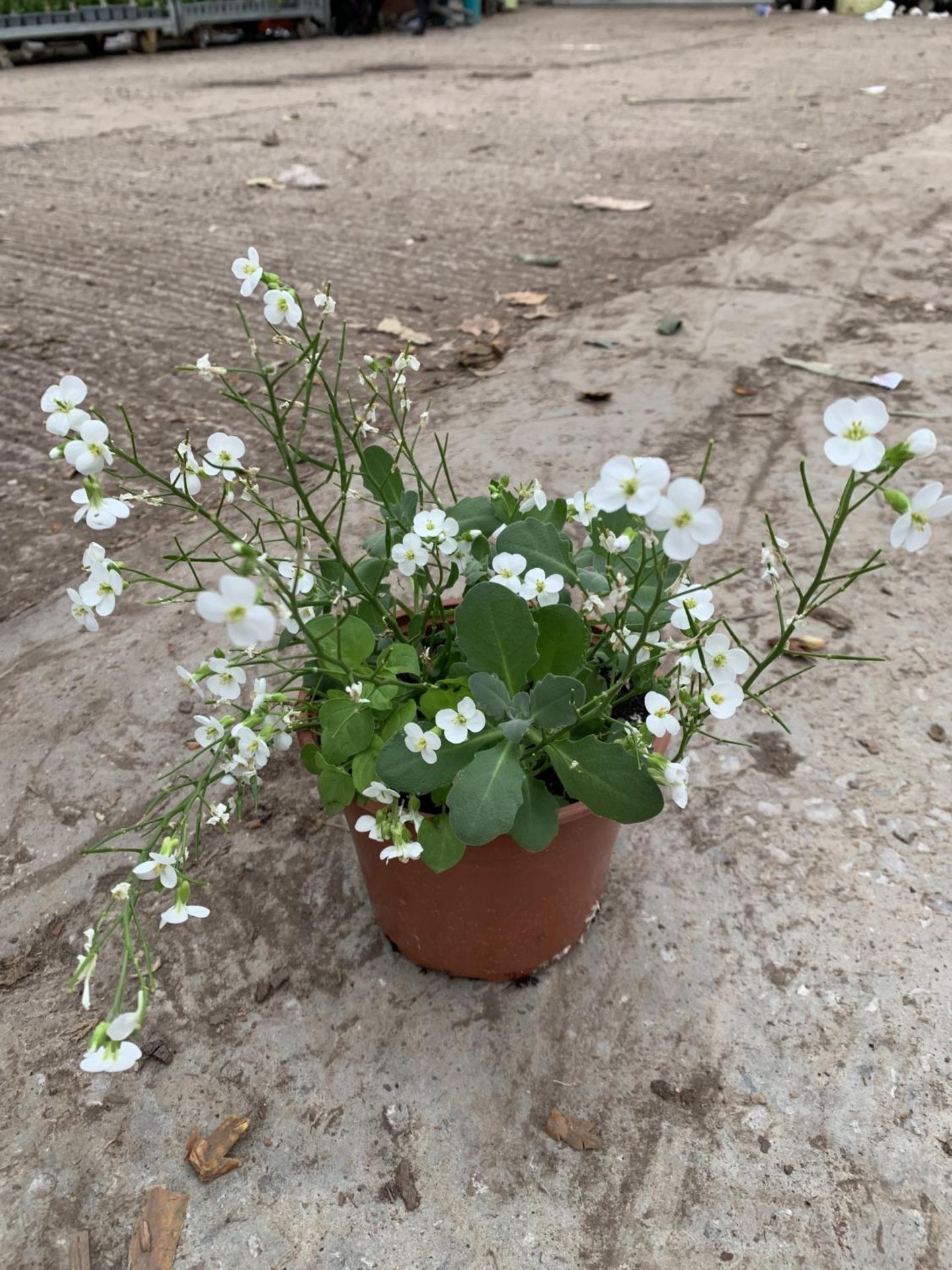 SIXTEEN POTS OF WHITE ARABIS TO BE SOLD FOR SIXTEEN PLUS VAT - Image 3 of 3