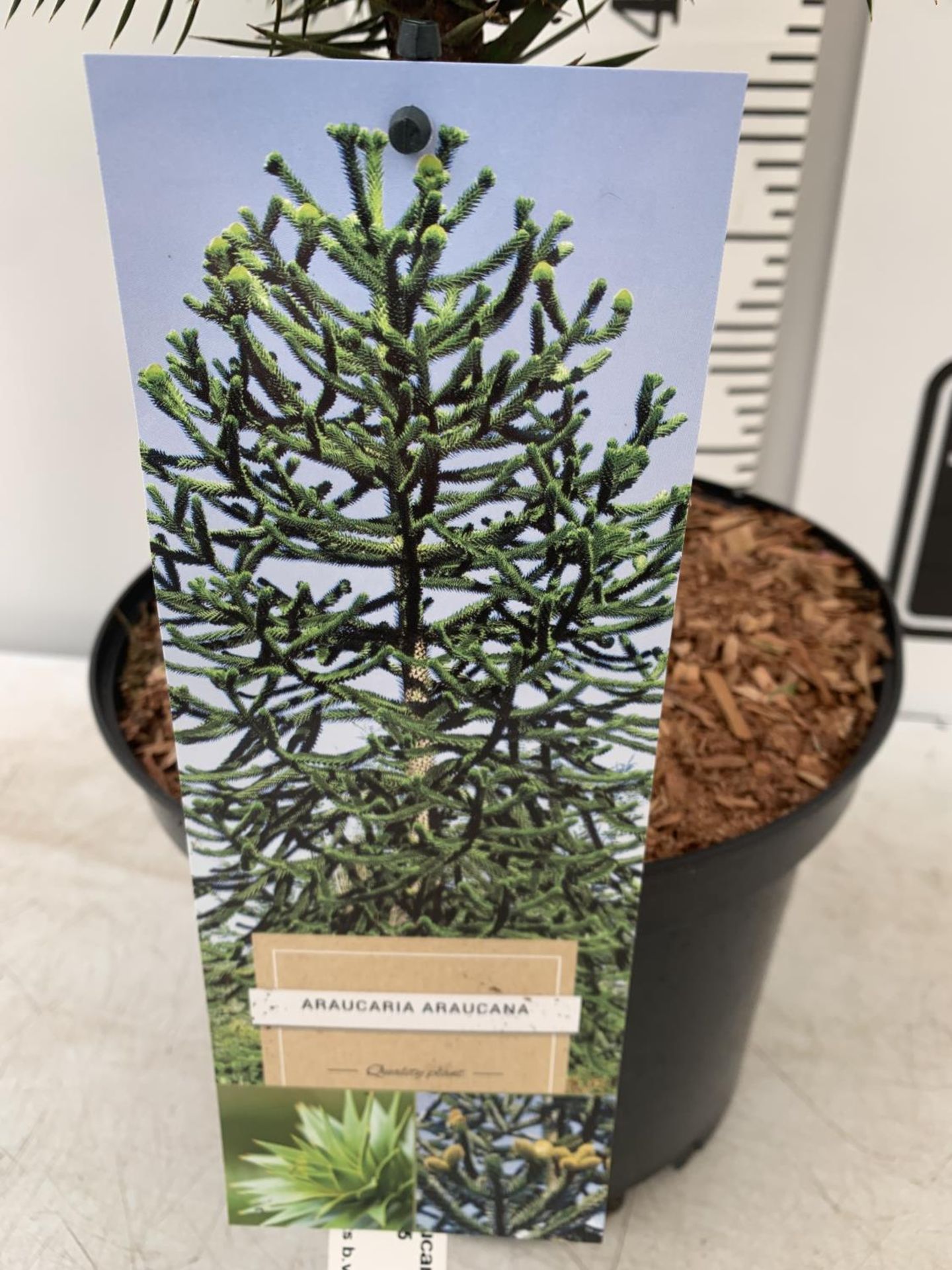 ONE MONKEY PUZZLE TREE ARAUCARIA ARAUCANA APPROX 70CM IN HEIGHT IN A 5 LTR POT PLUS VAT - Image 4 of 5