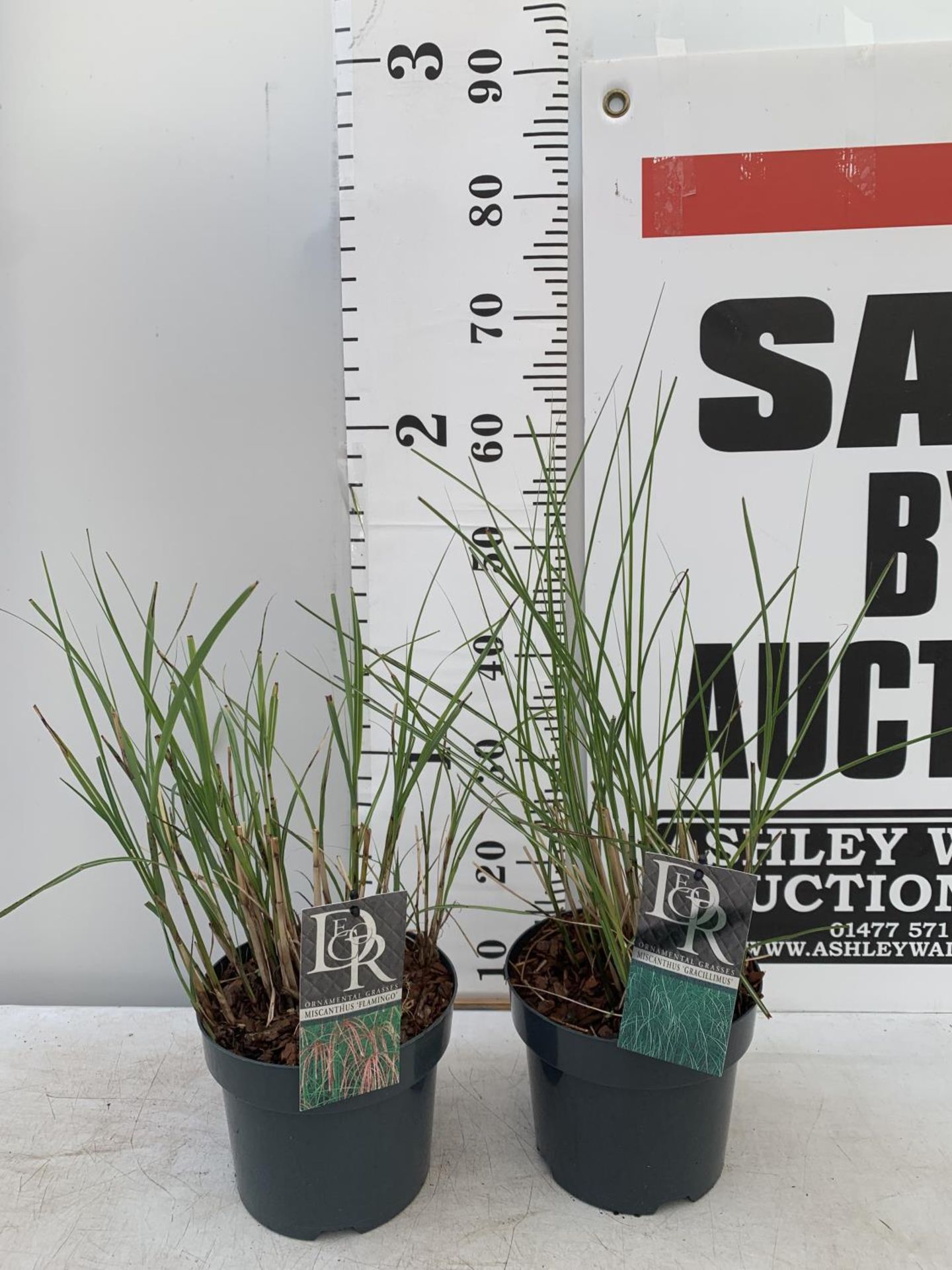 TWO ORNAMENTAL GRASSES 'MISCANTHUS FLAMINGO' AND 'MISCANTHUS GRACILLIMUS' IN 10 LTR POTS APPROX 60CM