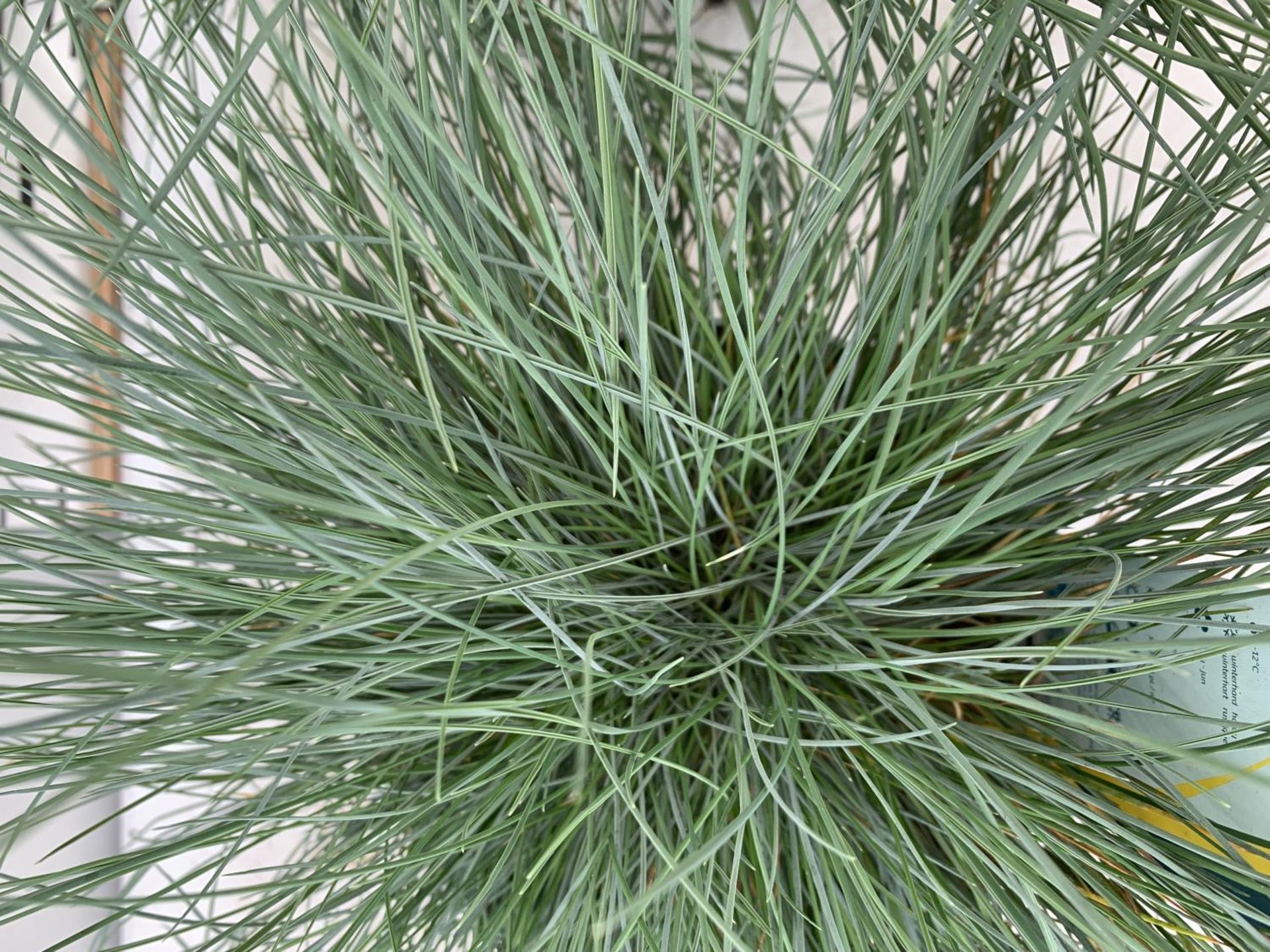 TWO FESTUCA GLAUCA 'INTENSE BLUE' ORNAMENTAL GRASSES IN 2 LTR POTS APPROX 35CM IN HEIGHT PLUS VAT TO - Image 3 of 4