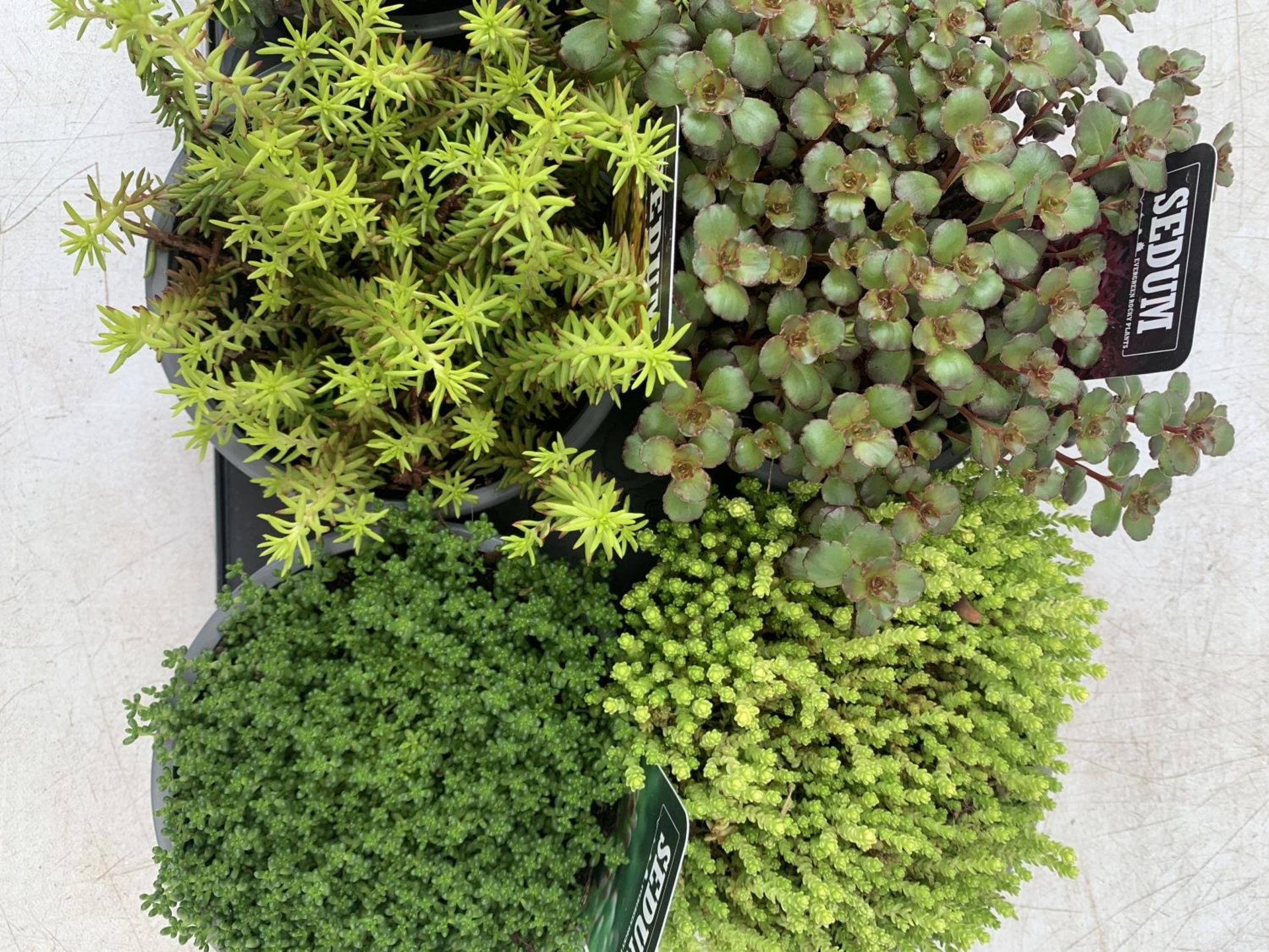EIGHT MIXED EVERGREEN SEDUMS ON A TRAY IN P14 POTS PLUS VAT TO BE SOLD FOR THE EIGHT - Image 7 of 8