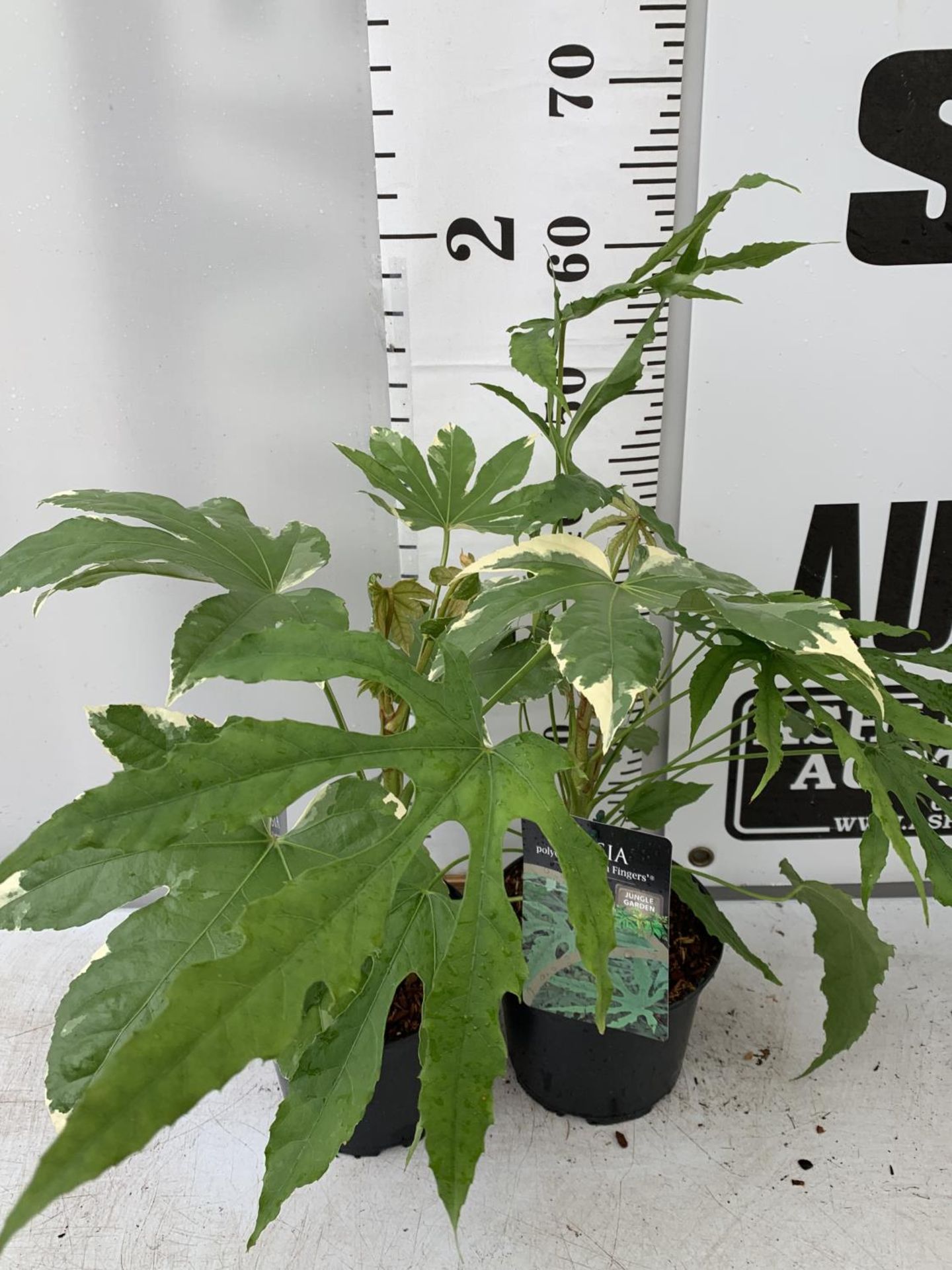 TWO FATSIA JAPONICA VARIEGATA AND FATSIA POLYCARPA 'GREEN FINGERS' IN 2 LTR POTS 50CM TALL PLUS - Image 2 of 8