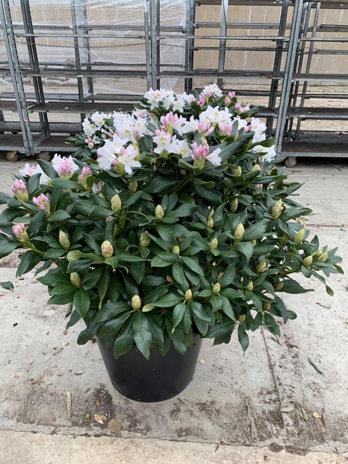 TWO LARGE RHODODENDRON CUNNINGHAMS WHITE HEIGHT 120CM WIDTH 100CM + TO BE SOLD FOR THE TWO PLUS VAT - Image 8 of 10