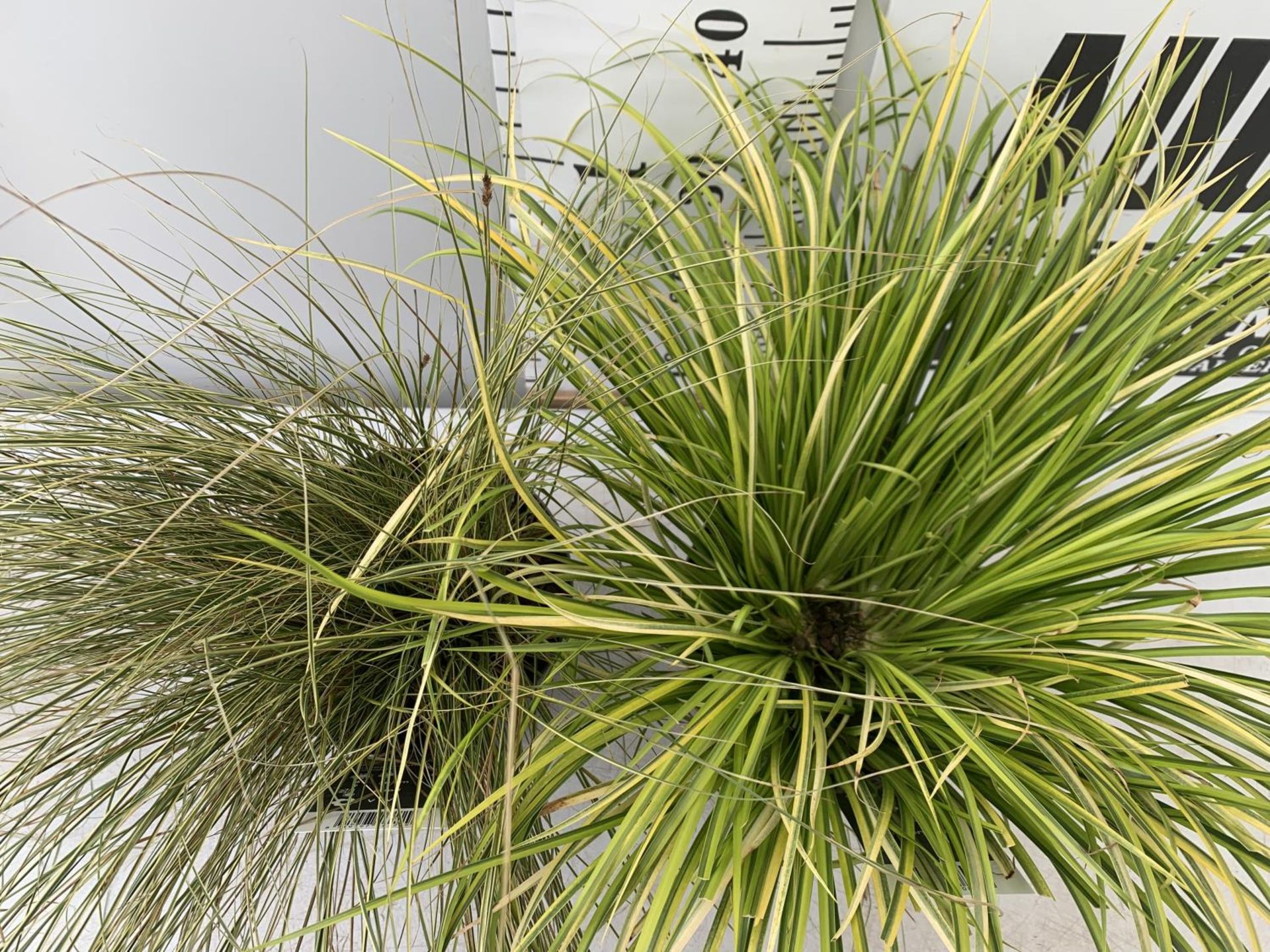 TWO HARDY ORNAMENTAL GRASSES CORUS GARAMINEUS 'OGON' AND CAREX BRUNNEA 'VARIEGATA' IN 3 LTR POTS - Image 2 of 8