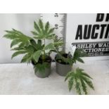 TWO FATSIA SPIDER VARIEGATA IN 2 LTR POTS 40CM TALL PLUS VAT TO BE SOLD FOR THE TWO