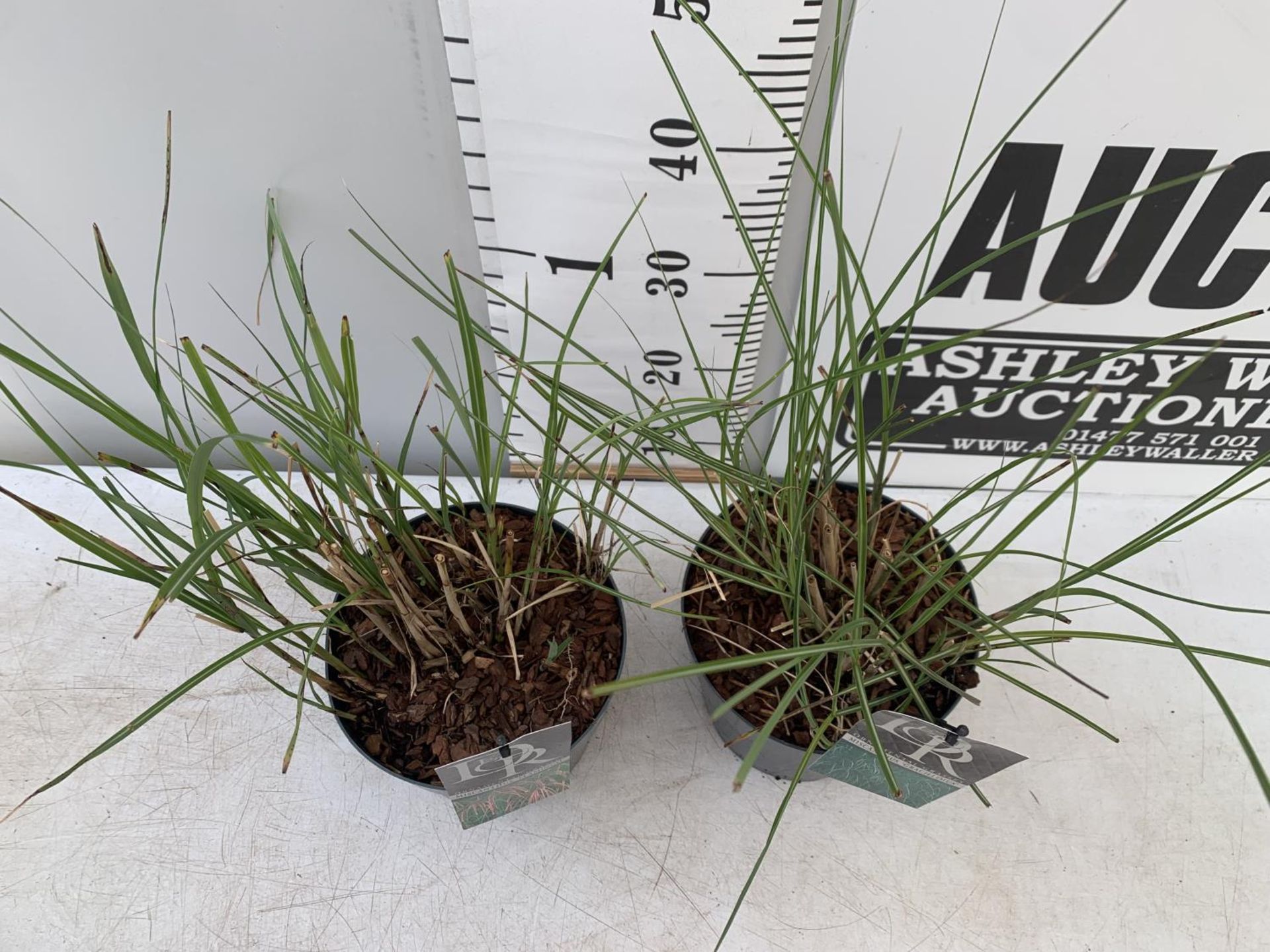 TWO ORNAMENTAL GRASSES 'MISCANTHUS FLAMINGO' AND 'MISCANTHUS GRACILLIMUS' IN 10 LTR POTS APPROX 60CM - Image 2 of 6