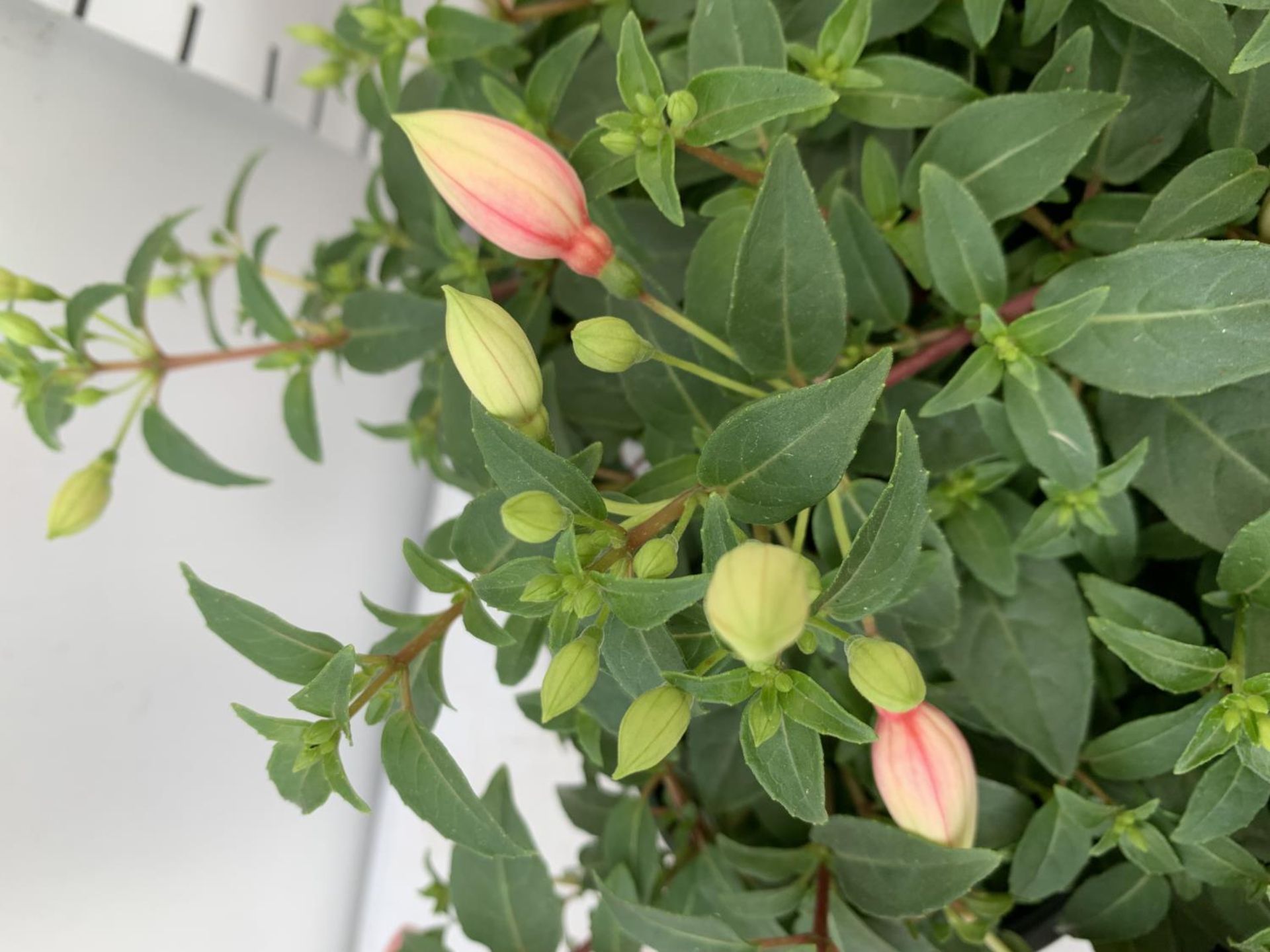 TWELVE FUCHSIA BELLA TRAILING PLANTS ON A TRAY IN P10 POTS PLUS VAT TO BE SOLD FOR THE TWELVE - Image 3 of 4