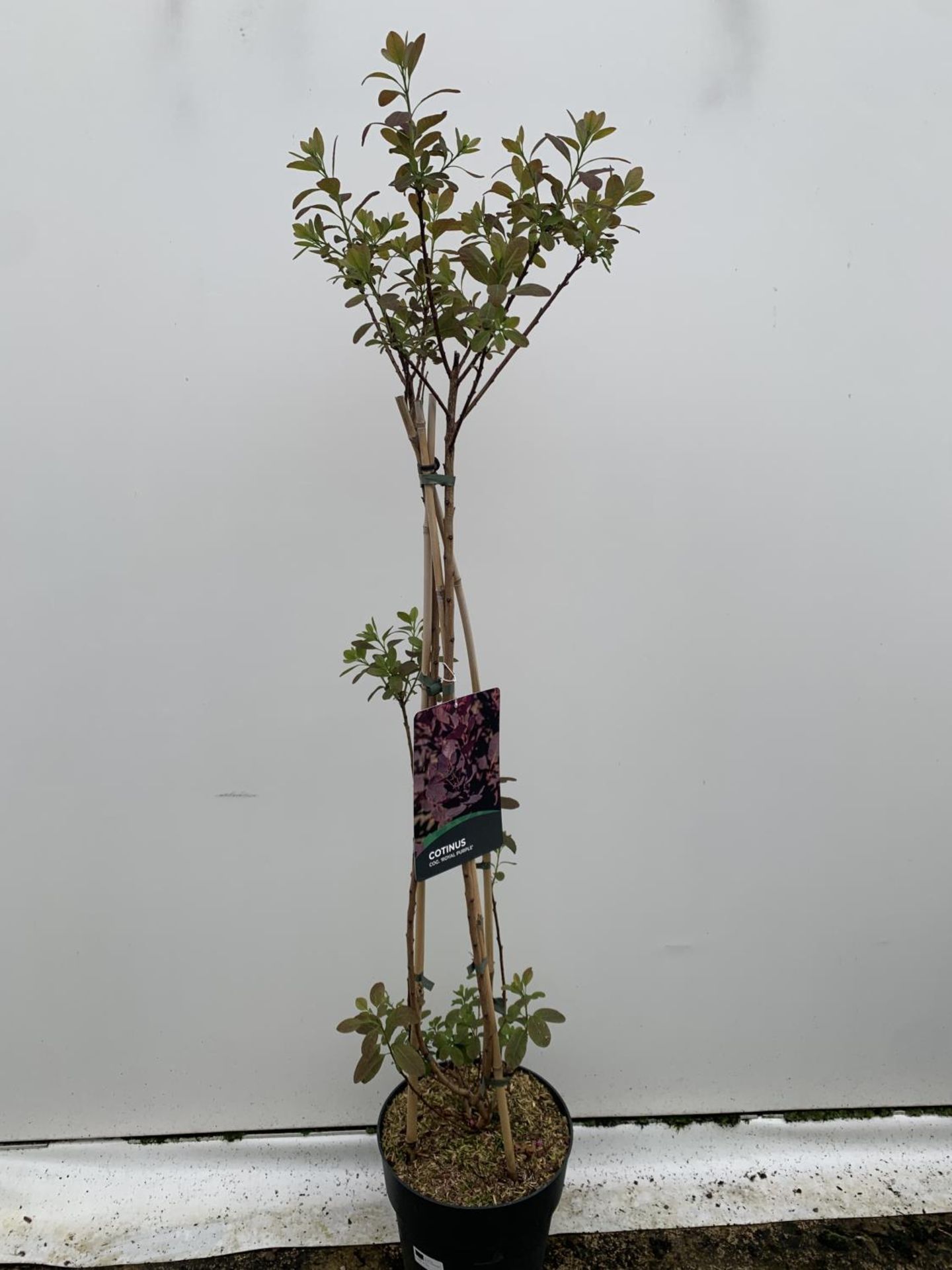 A COTINUS 'ROYAL PURPLE' SMOKE BUSH TREE OVER 160CM IN HEIGHT IN FLOWER IN A 10 LTR POT PLUS VAT - Image 4 of 7