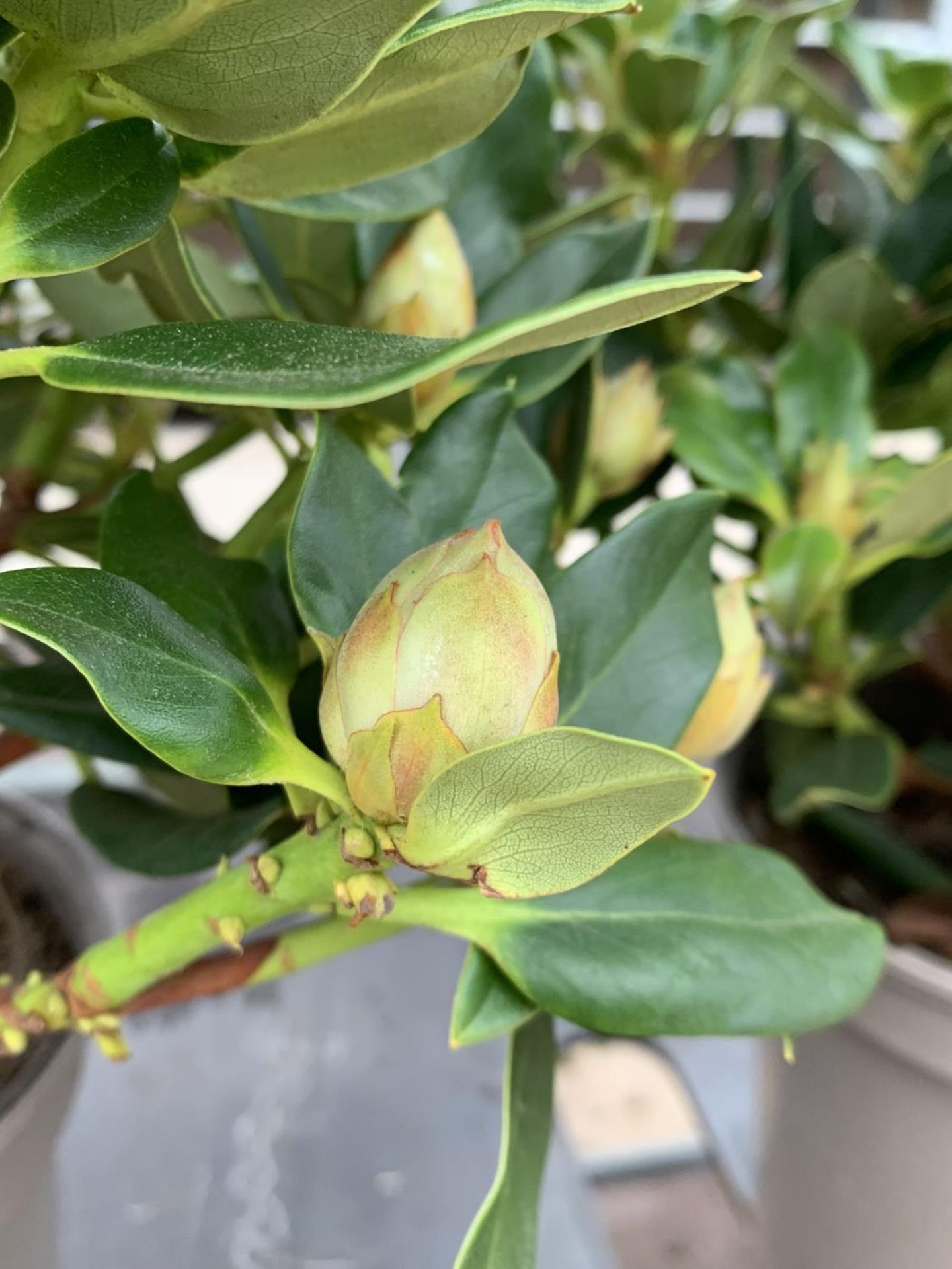 THREE RHODODENDRON NANCY EVANS YELLOW IN 3 LTR POTS TO BE SOLD FOR THE THREE PLUS VAT - Image 5 of 6