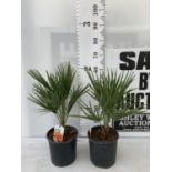 TWO CHAMAEROPS HUMILIS HARDY IN 3 LTR POTS APPROX 60CM IN HEIGHT PLUS VAT TO BE SOLD FOR THE TWO
