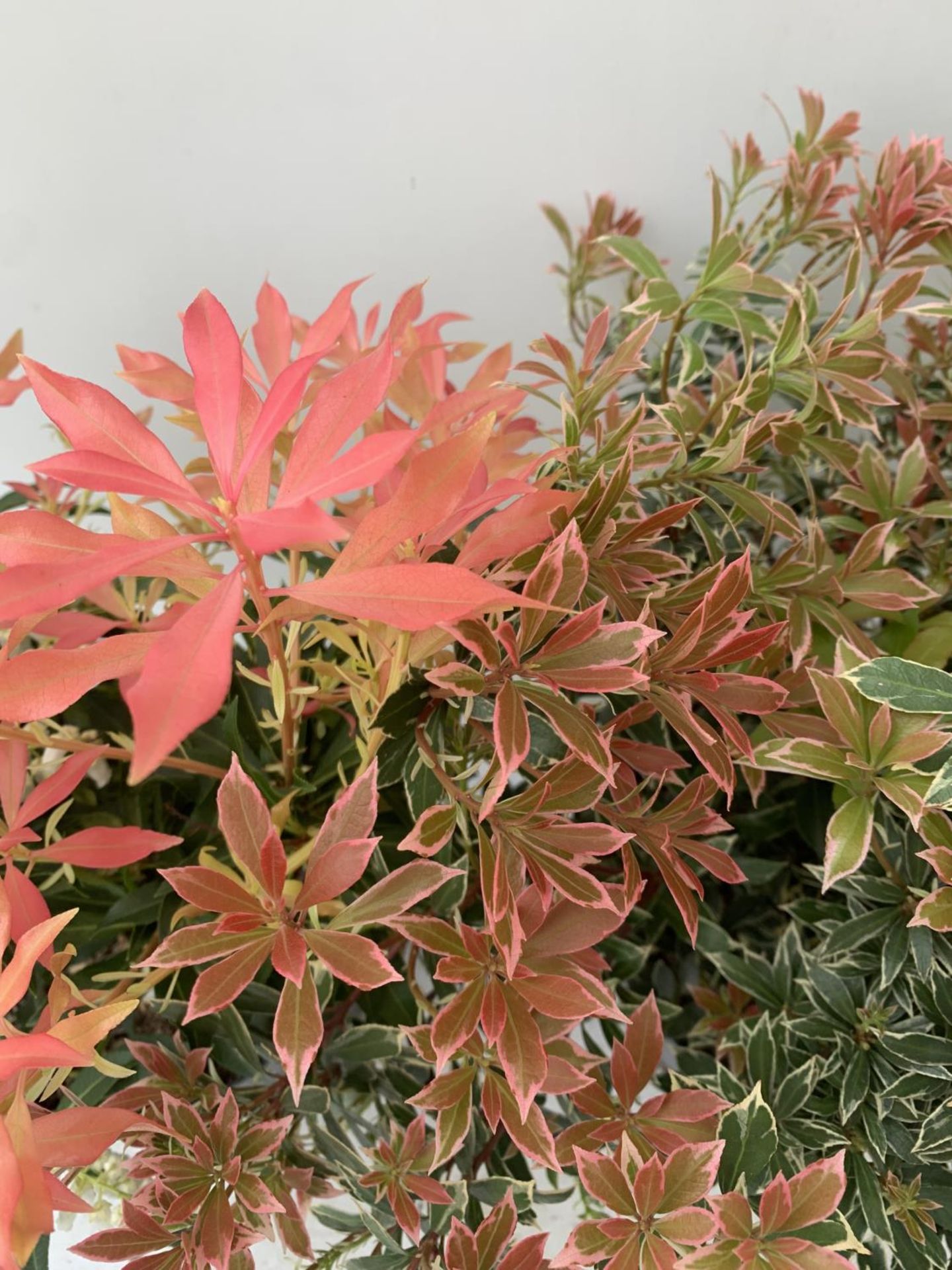 TWO PIERIS JAPONICA 'LITTLE HEATH' AND 'FOREST FLAME' IN 3 LTR POTS 50CM TALL PLUS VAT TO BE SOLD - Image 4 of 6