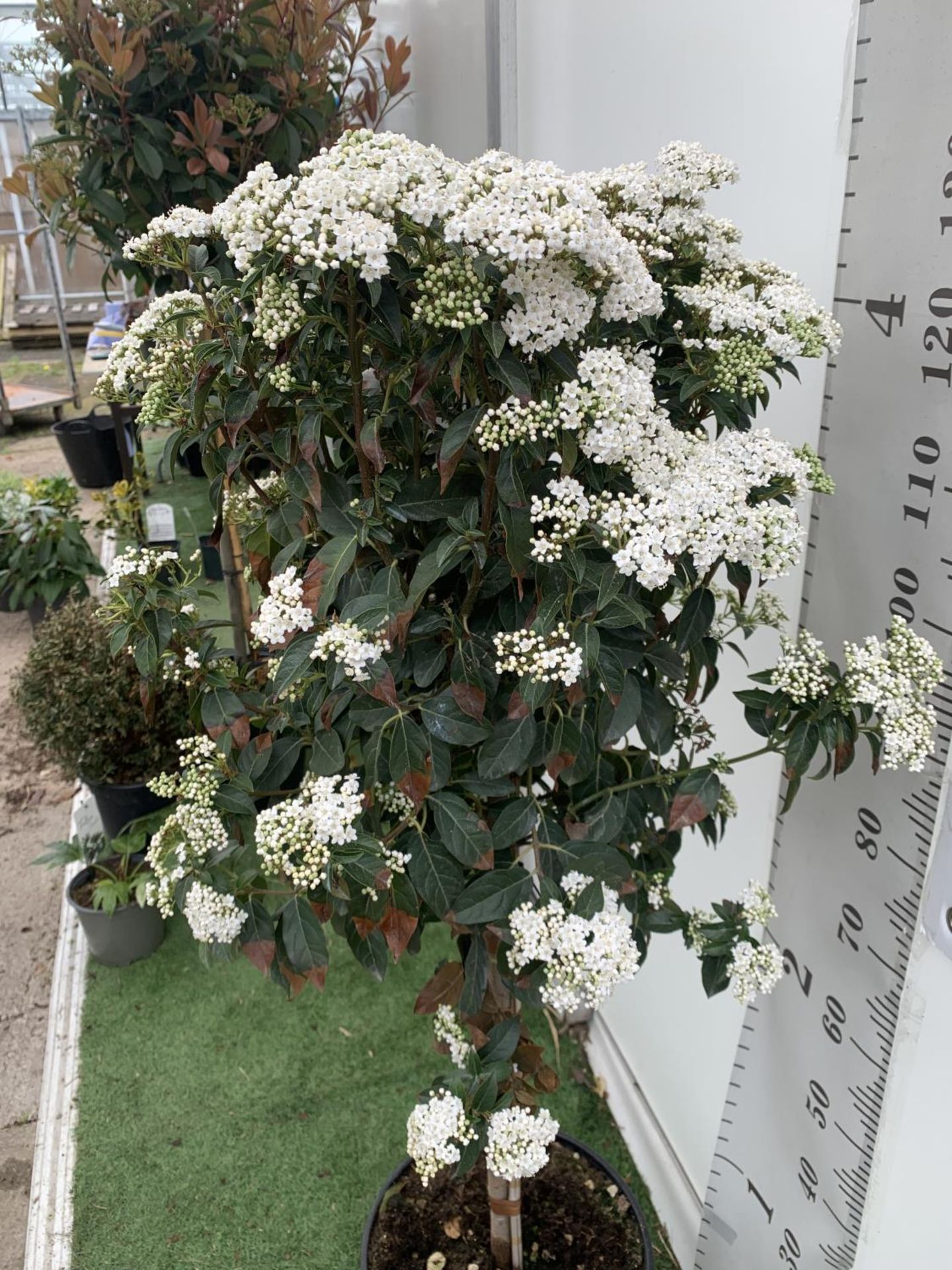 ONE VIBURNUM TINUS STANDARD TREE 'EVE PRICE' APPROX 130CM IN HEIGHT IN A 10 LTR POT PLUS VAT - Image 3 of 6