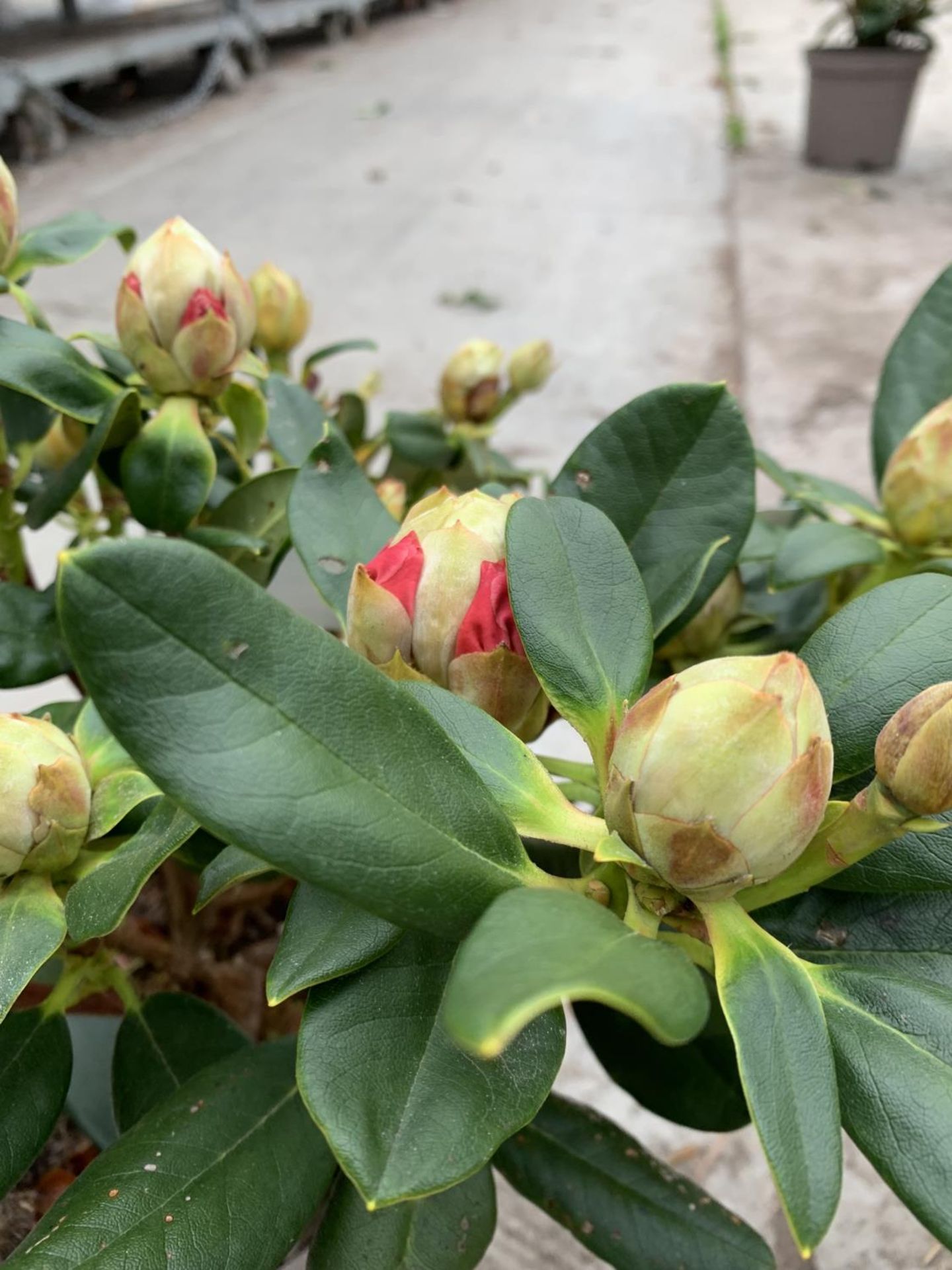 THREE RHODODENDRON NANCY EVANS YELLOW IN 3 LTR POTS TO BE SOLD FOR THE THREE PLUS VAT - Image 3 of 5