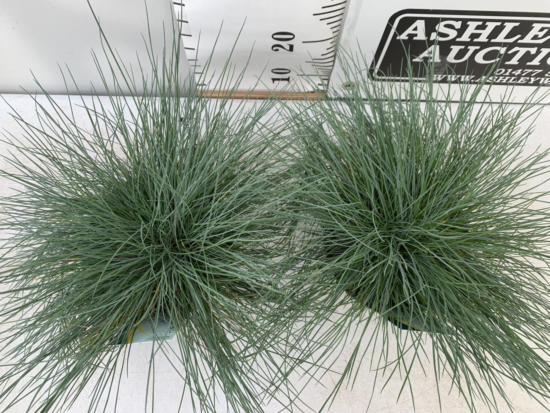 TWO FESTUCA GLAUCA 'INTENSE BLUE' ORNAMENTAL GRASSES IN 2 LTR POTS APPROX 35CM IN HEIGHT PLUS VAT TO - Image 2 of 4