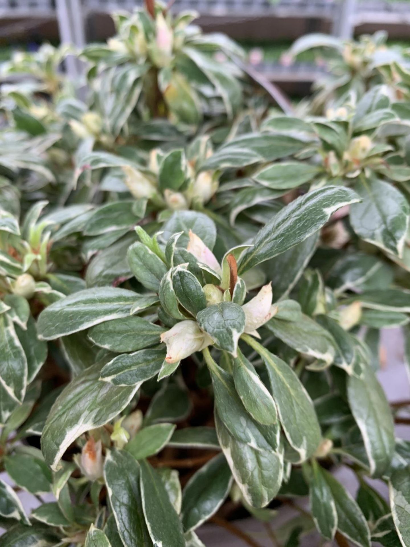 THREE AZALEA JAPONICA SILVER QUEEN VARIEGATA TO BE SOLD FOR THE THREE PLUS VAT - Image 4 of 5