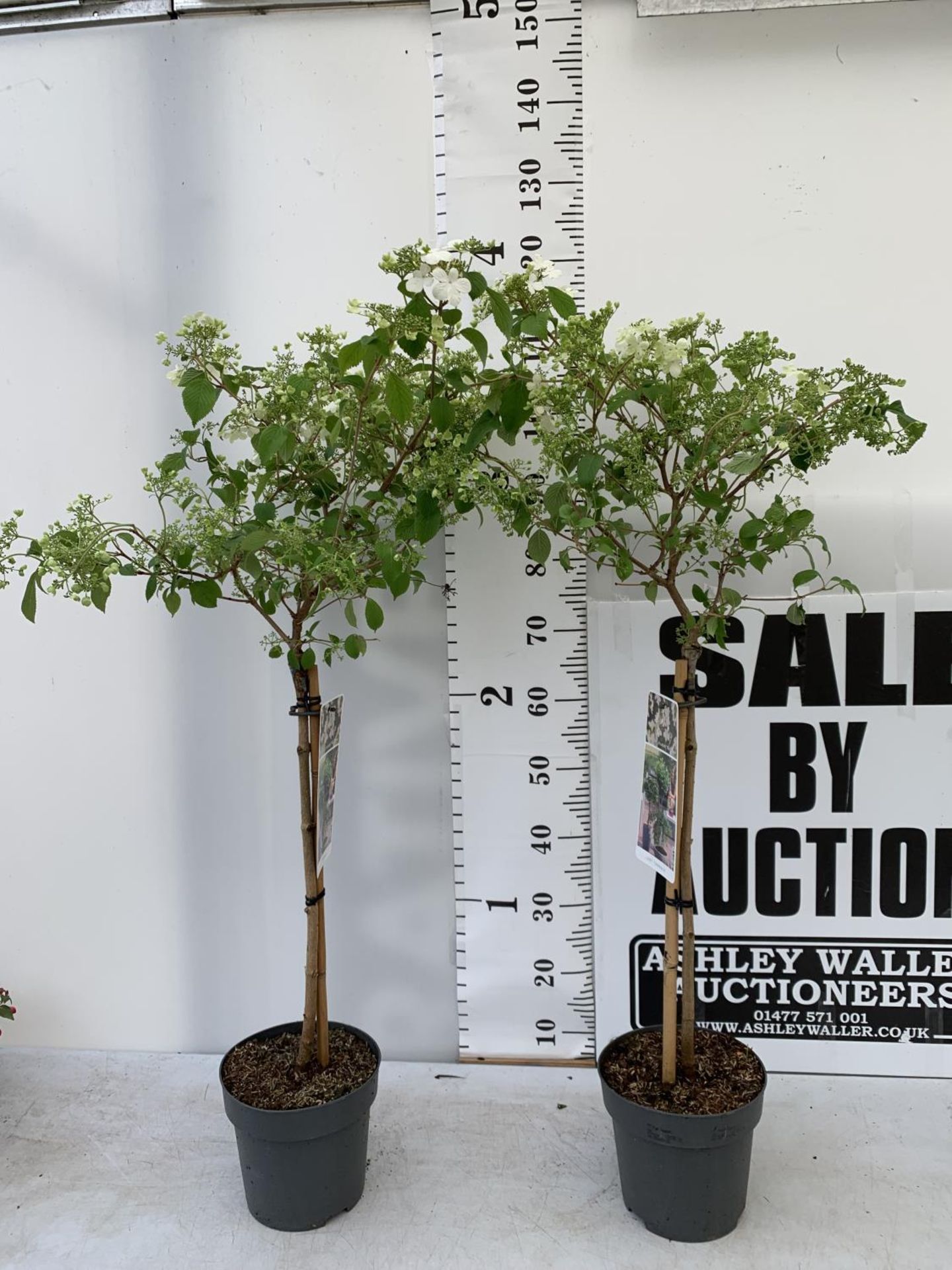 TWO VIBURNUM PLICATUM 'WATANABE' STANDARD TREES APPROX 120CM IN HEIGHT IN 3LTR POTS PLUS VAT TO BE