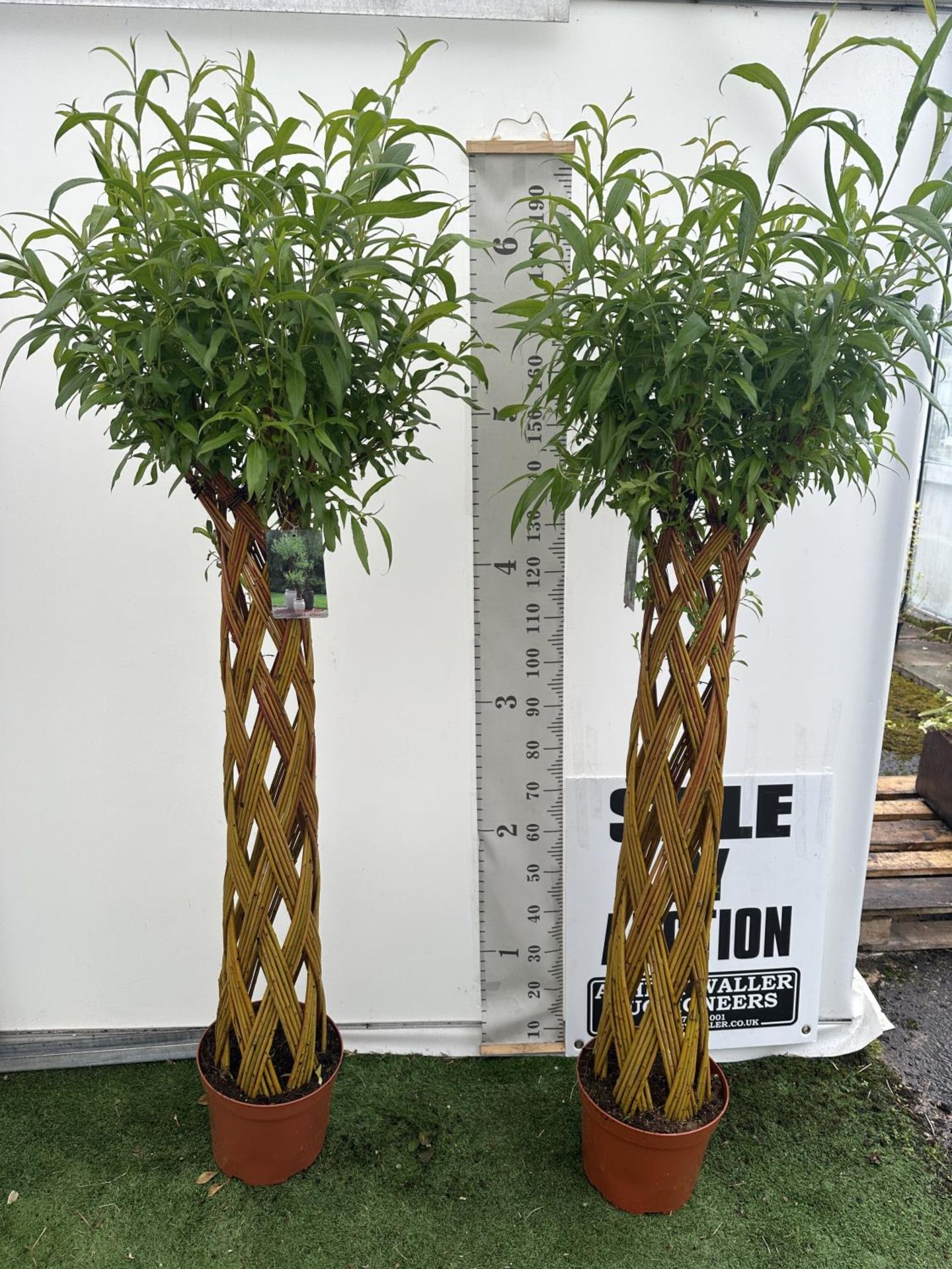 A PAIR OF SALIX LIVING WILLOW EXCLUSIVE IN 7.5 LTR POTS OVER 200 CM TALL TO BE SOLD FOR THE PAIR