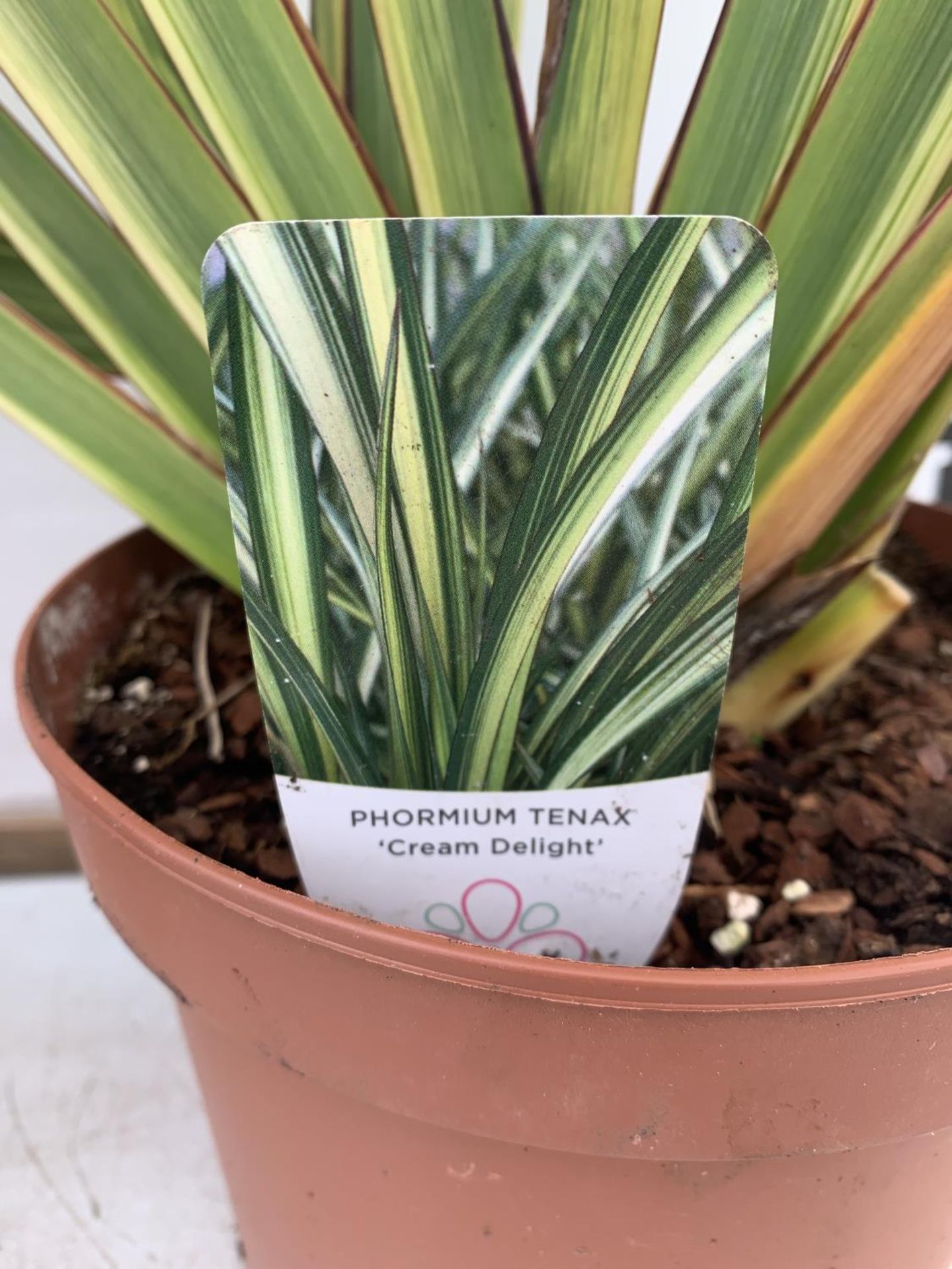 TWO GREEN PHORMIUM TENAX 'CREAM DELIGHT' APPROX 70CM IN HEIGHT IN 3 LTR POTS PLUS VAT TO BE SOLD FOR - Image 5 of 5