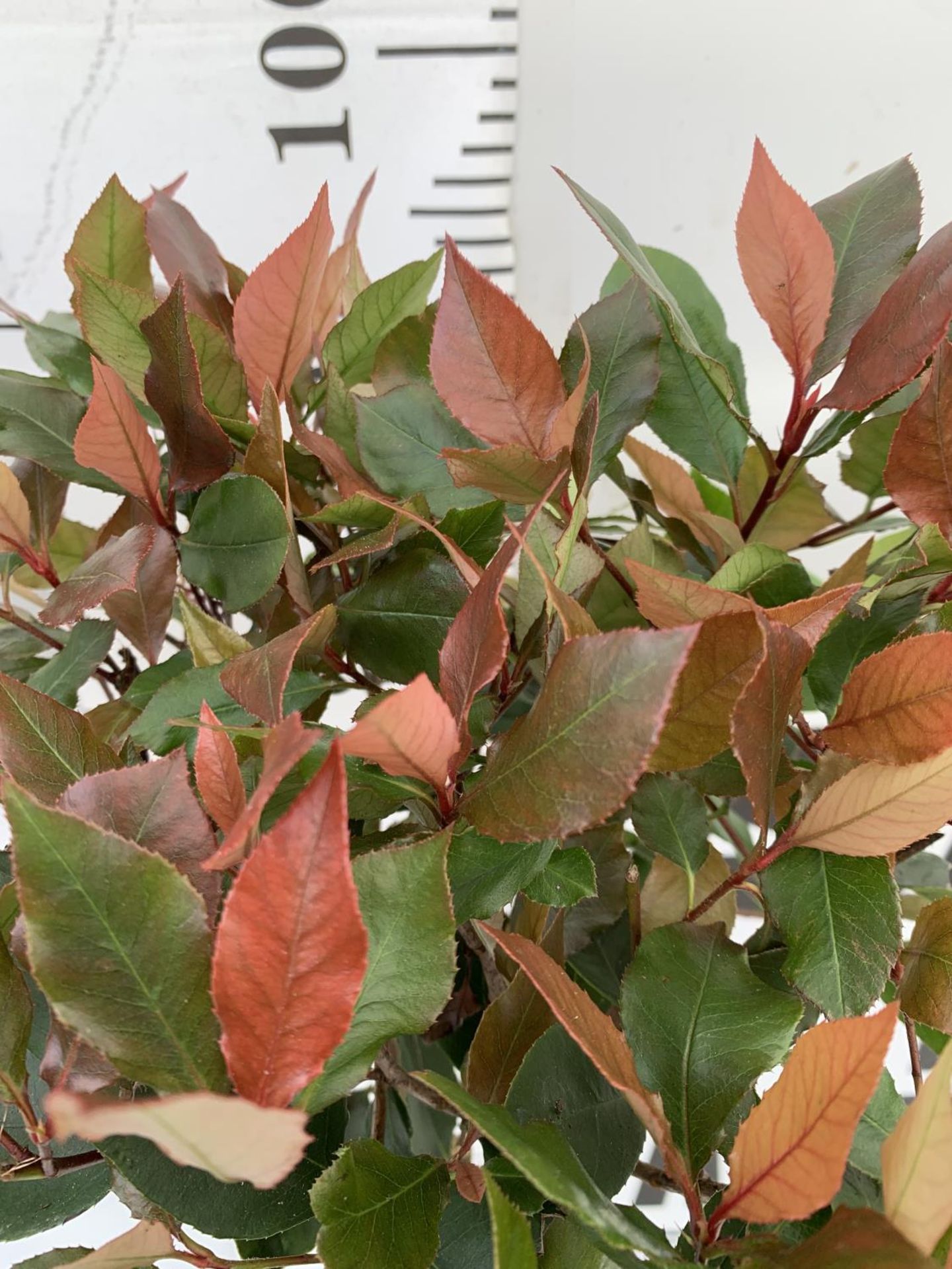TWO PHOTINIA FRASERI STANDARD TREES 'LITTLE RED ROBIN' APPROX ONE METRE IN HEIGHT IN 3LTR POTS - Image 3 of 4