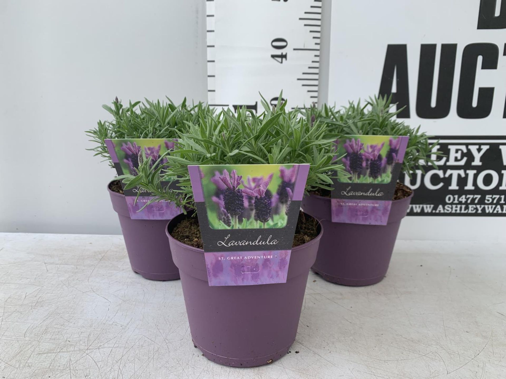 THREE LAVENDER PLANTS IN 2 LTR POTS APPROX 25CM IN HEIGHT PLUS VAT TO BE SOLD FOR THE THREE