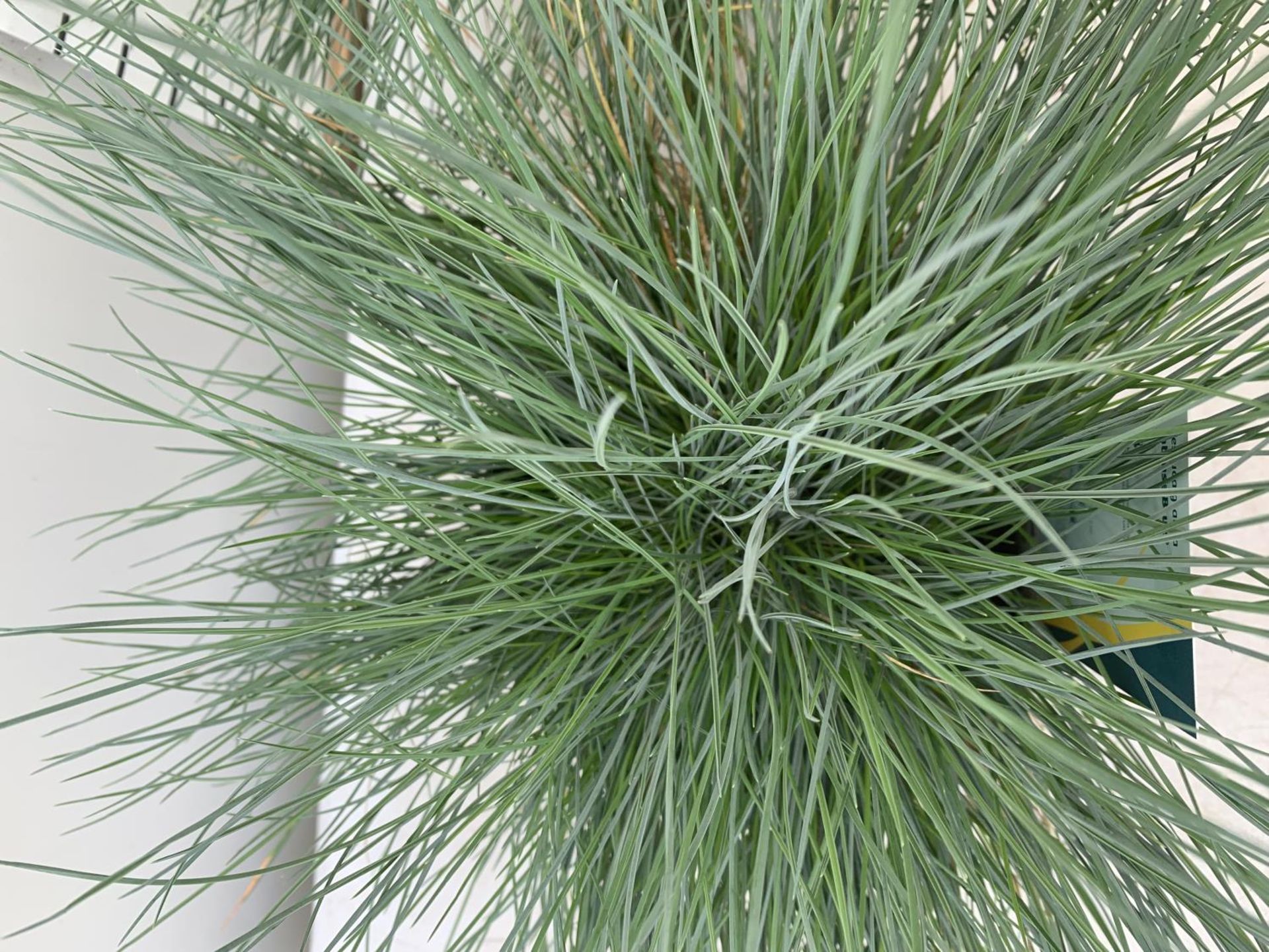 TWO FESTUCA GLAUCA 'INTENSE BLUE' ORNAMENTAL GRASSES IN 2 LTR POTS APPROX 35CM IN HEIGHT PLUS VAT TO - Image 3 of 4