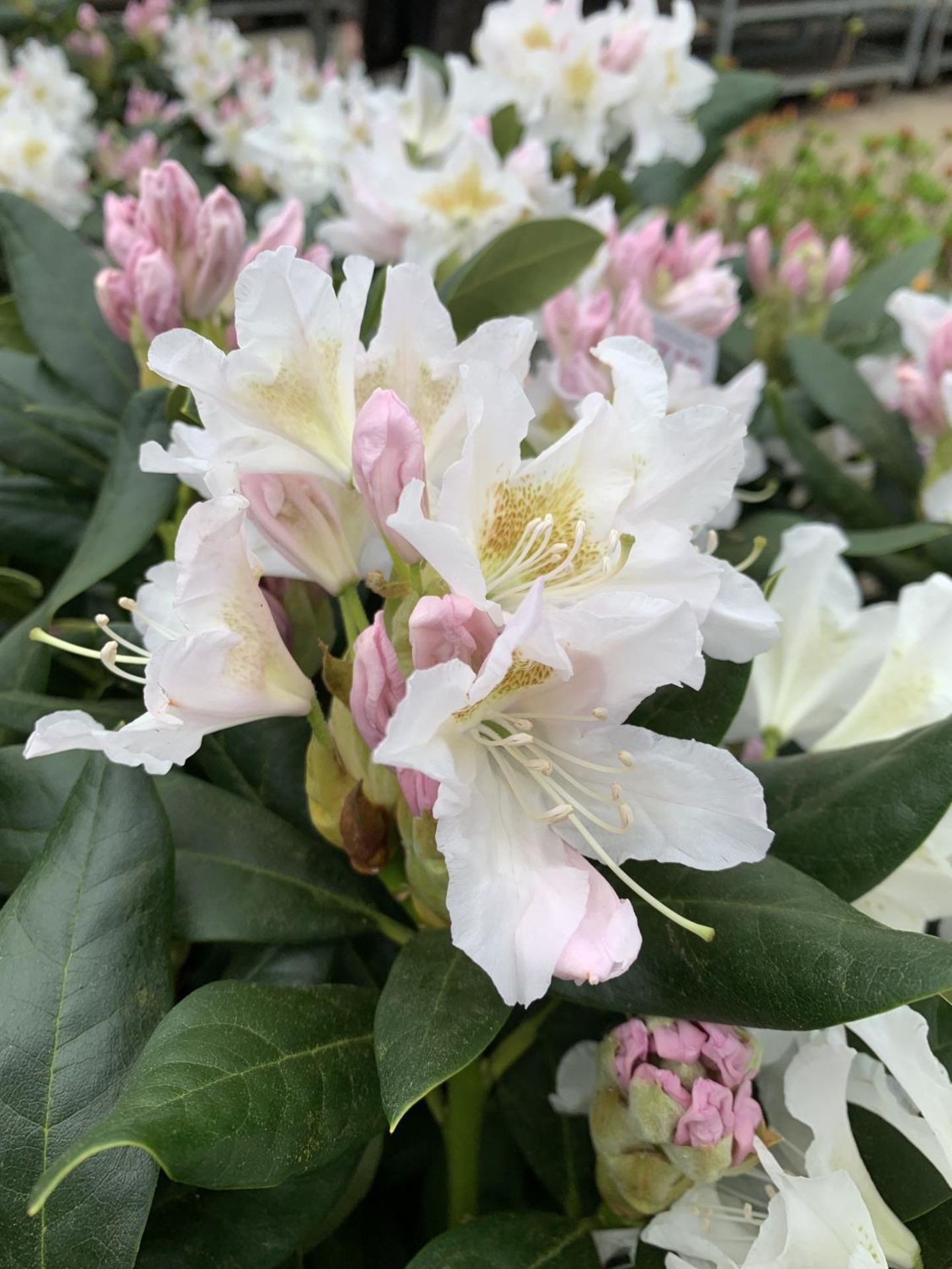 TWO LARGE RHODODENDRON CUNNINGHAMS WHITE HEIGHT 120CM WIDTH 100CM + TO BE SOLD FOR THE TWO PLUS VAT - Image 5 of 10