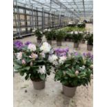 TWO RHODODENDRON CUNNINGHAMS WHITE 7.5 LTR POTS HEIGHT 70-80 CM TO BE SOLD FOR THE TWO PLUS VAT