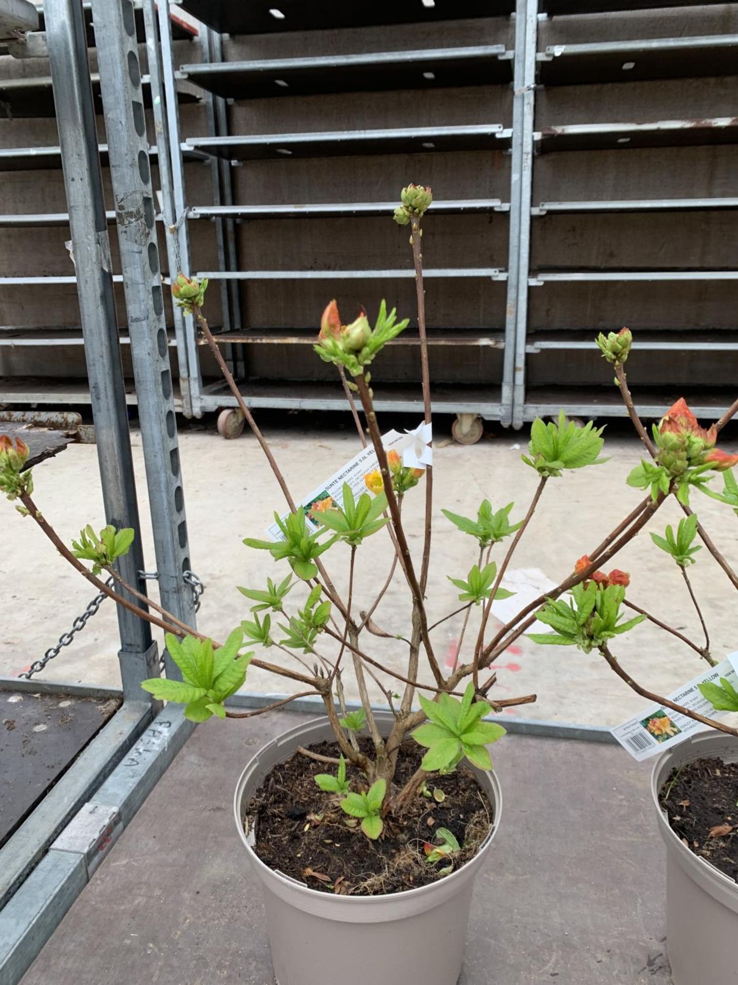 THREE AZALEA SUNTE NECTARINE YELLOW IN 5 LTR POTS HEIGHT 60CM TO BE SOLD FOR THE THREE PLUS VAT - Image 3 of 6