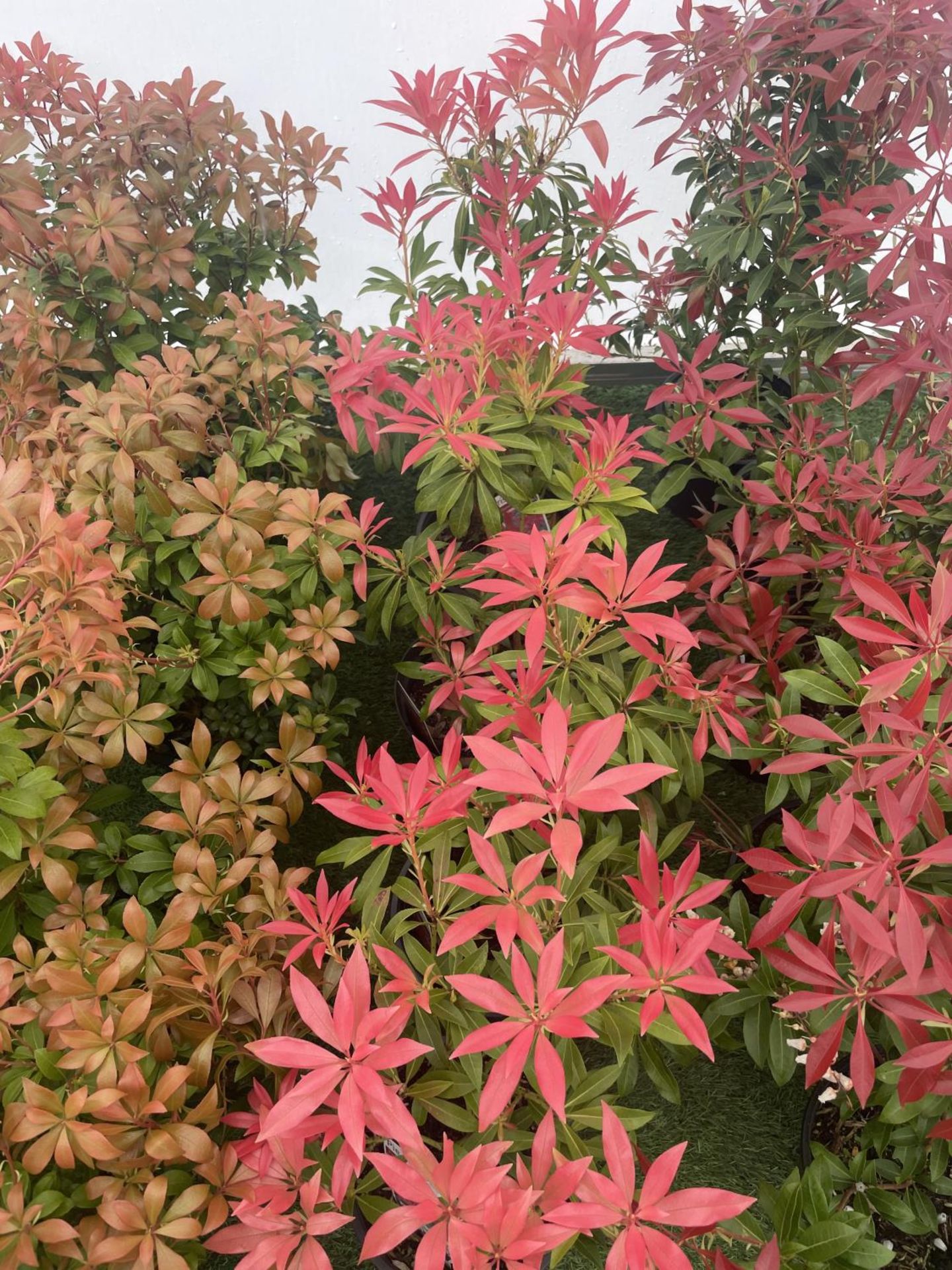 FIVE PIERIS FOREST FLAME 50-60CM TO BE SOLD FOR THE FIVE PLUS VAT - Image 3 of 4