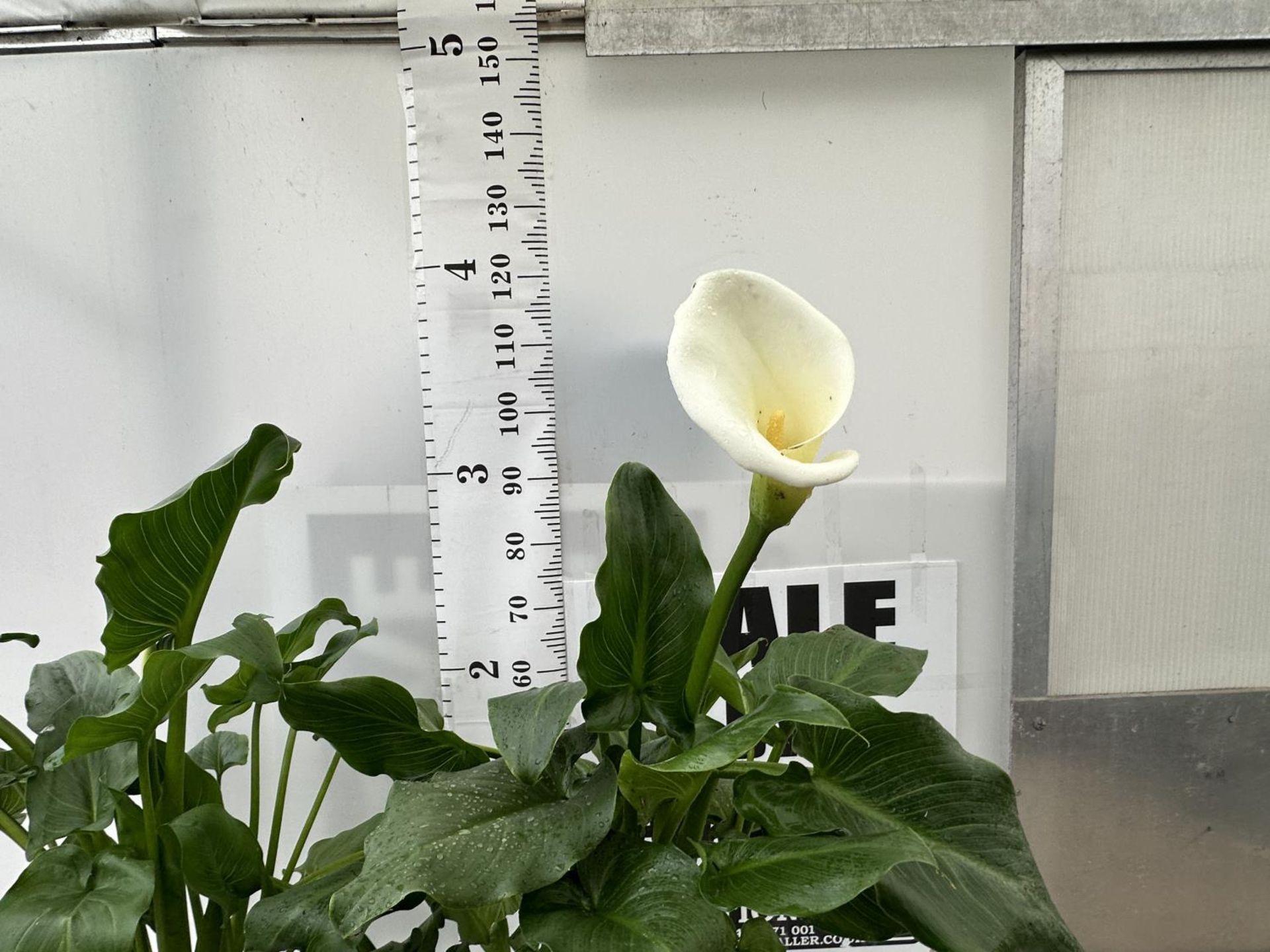 CALLA ZANTEDESCHIA AETHIOPICA NATURAL BEAUTY IN 4 LTR POTS HEIGHT 120CM TO BE SOLD FOR THE TWO - Image 2 of 4