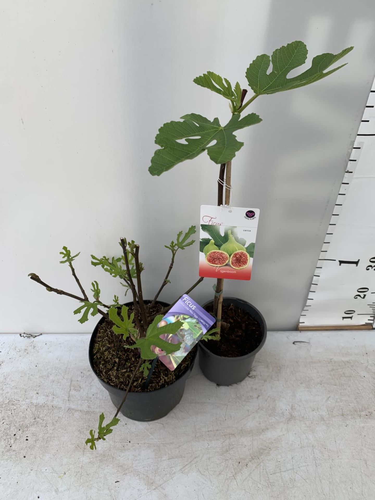 TWO FIGS ONE LITTLE MISS FIGGY IN A 5LTR POT APPROX 35CM IN HEIGHT AND FICUS CARICA IN A 2 LTR POT - Image 2 of 6