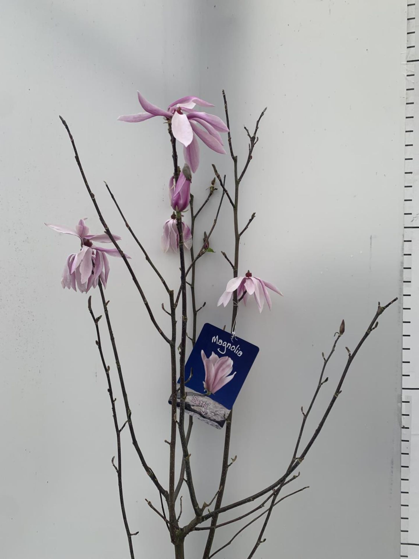 ONE MAGNOLIA 'BETTY' PINK IN A 7 LTR POT APPROX 120CM IN HEIGHT PLUS VAT - Image 3 of 6