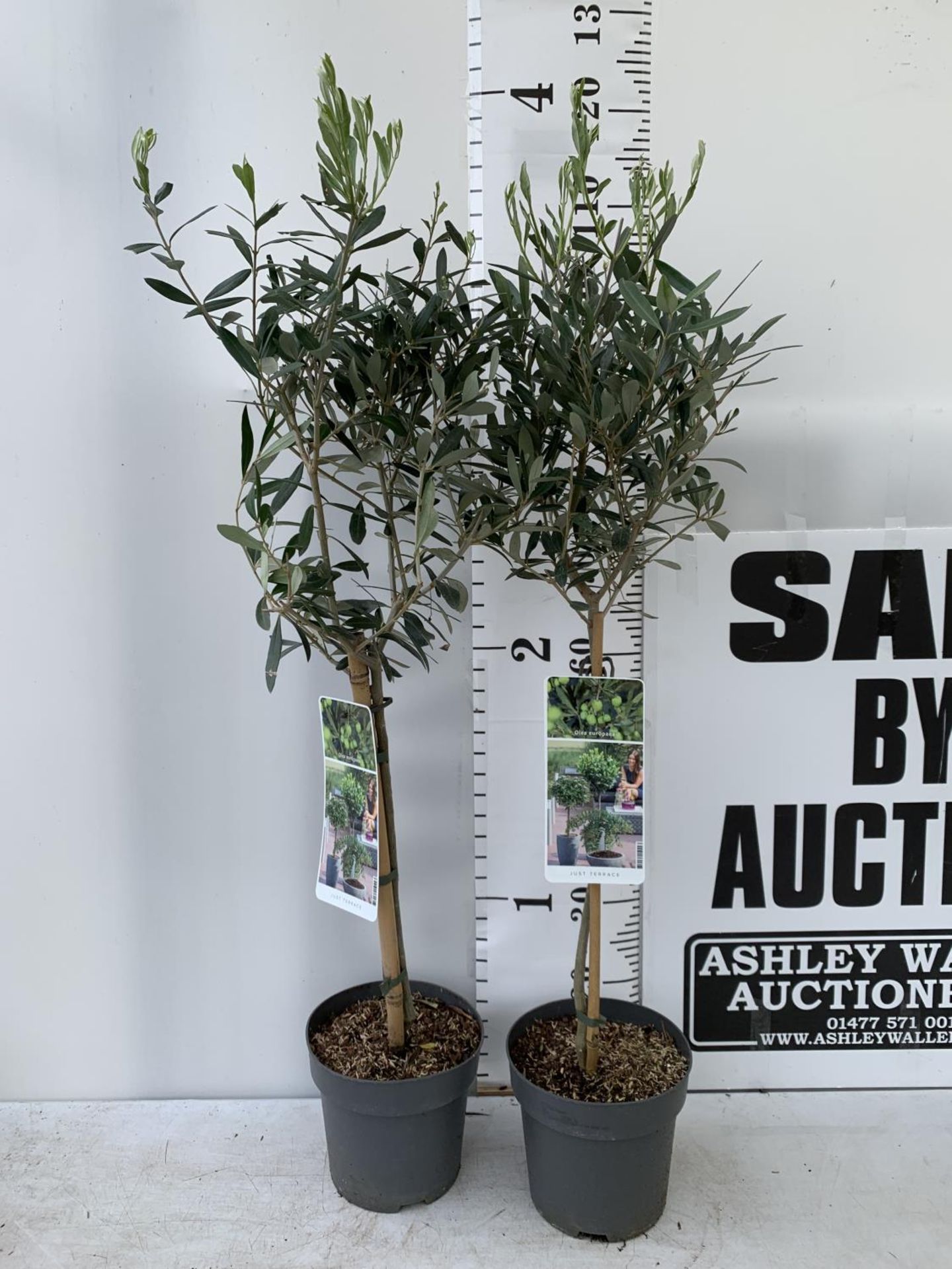 TWO OLIVE EUROPEA STANDARD TREES APPROX 120CM IN HEIGHT IN 3LTR POTS NO VAT TO BE SOLD FOR THE TWO