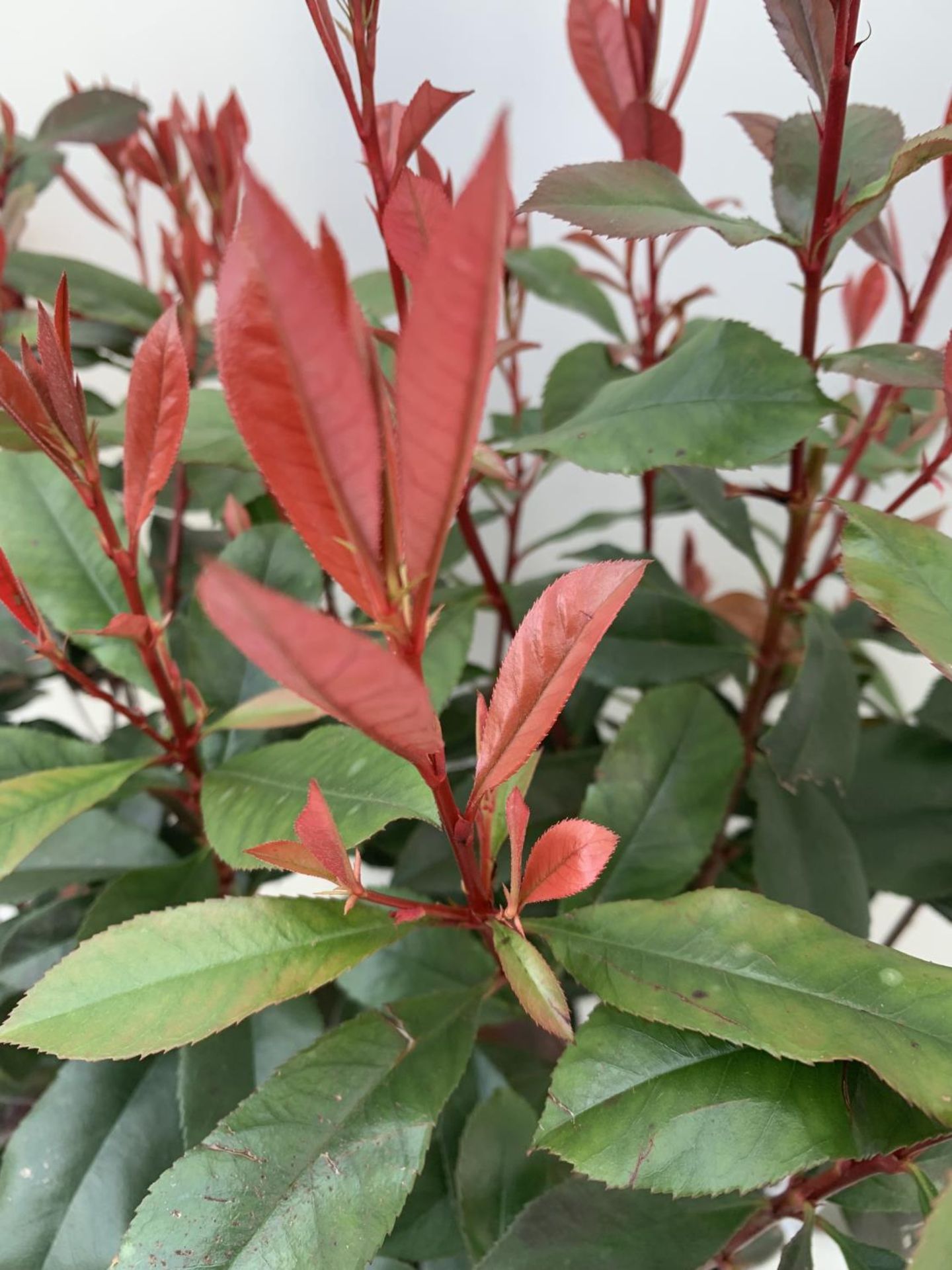 TWO PHOTINIA 'CARRE ROUGE' IN 3 LTR POTS APPROX 70CM IN HEIGHT PLUS VAT TO BE SOLD FOR THE TWO - Bild 6 aus 6