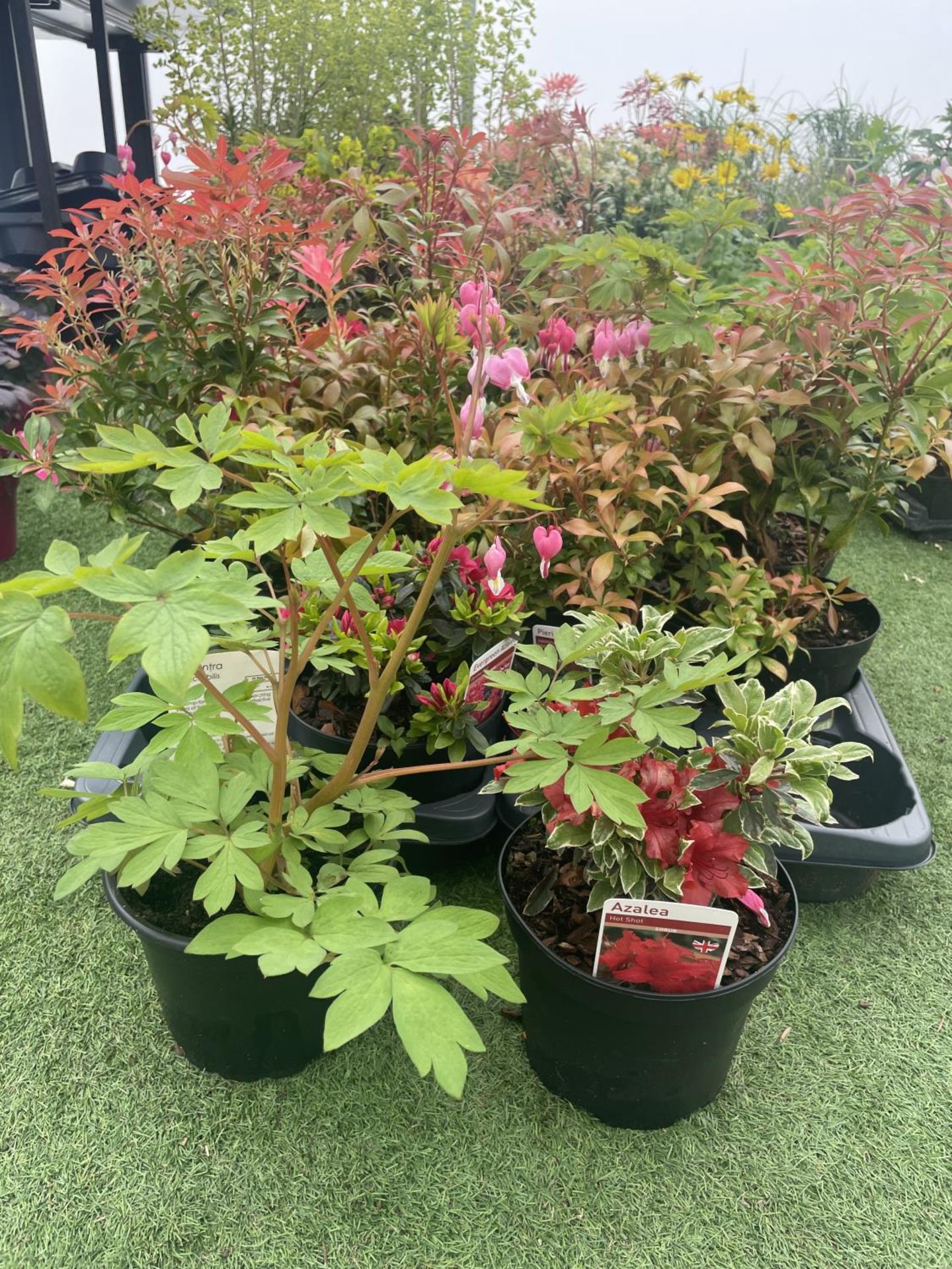 TWELVE MIXED SHRUBS TO INCLUDE AZALEA, DICENTRA, PIERIS ETC TO BE SOLD FOR THE TWELVE PLUS VAT - Image 4 of 4