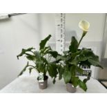 CALLA ZANTEDESCHIA AETHIOPICA NATURAL BEAUTY IN 4 LTR POTS HEIGHT 120CM TO BE SOLD FOR THE TWO