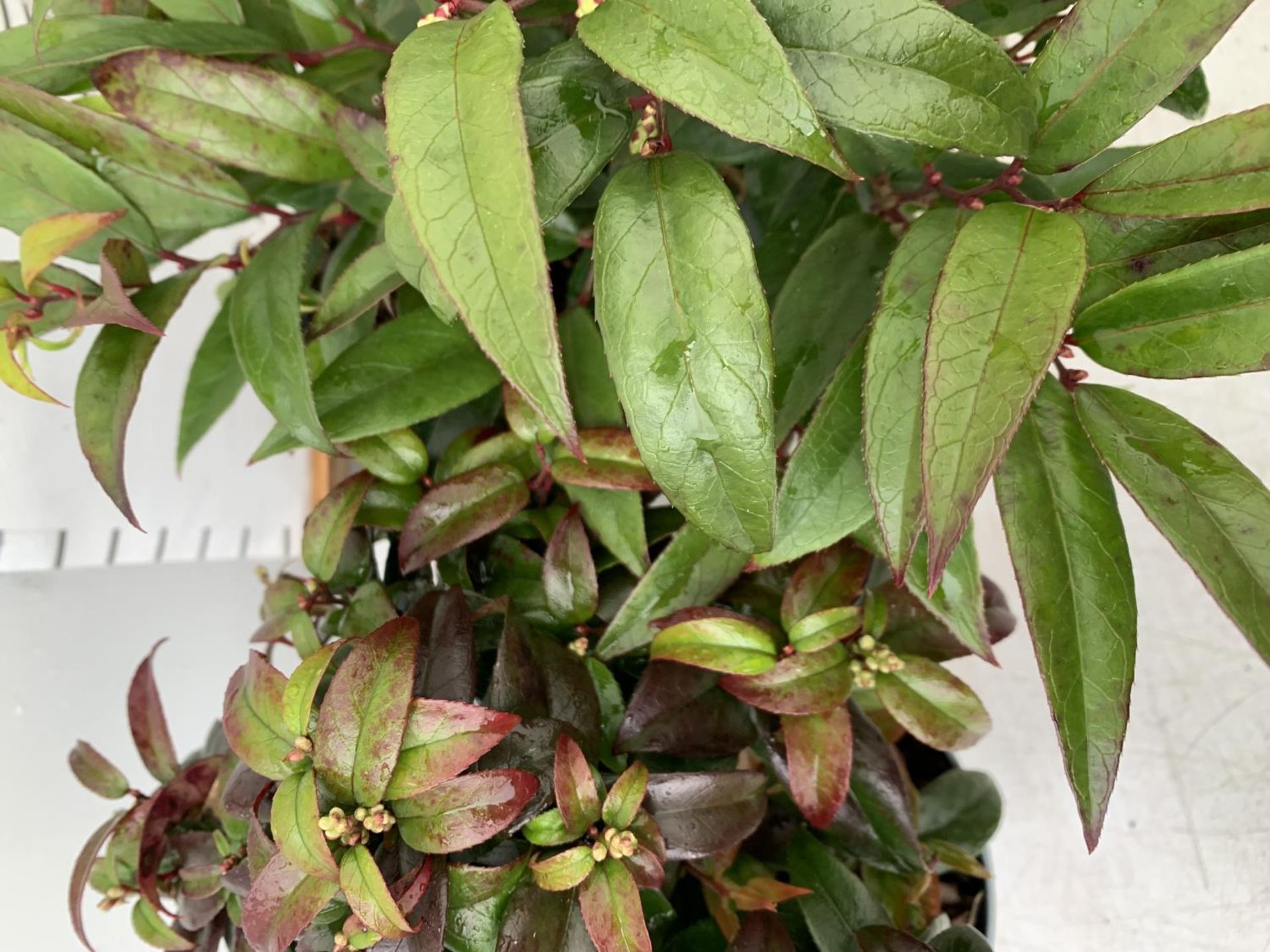 TWO LEUCOTHOE 'ROYAL RUBY' AND 'DARK DIAMOND' IN 2 LTR POTS 35CM TALL PLUS VAT TO BE SOLD FOR THE - Image 3 of 5