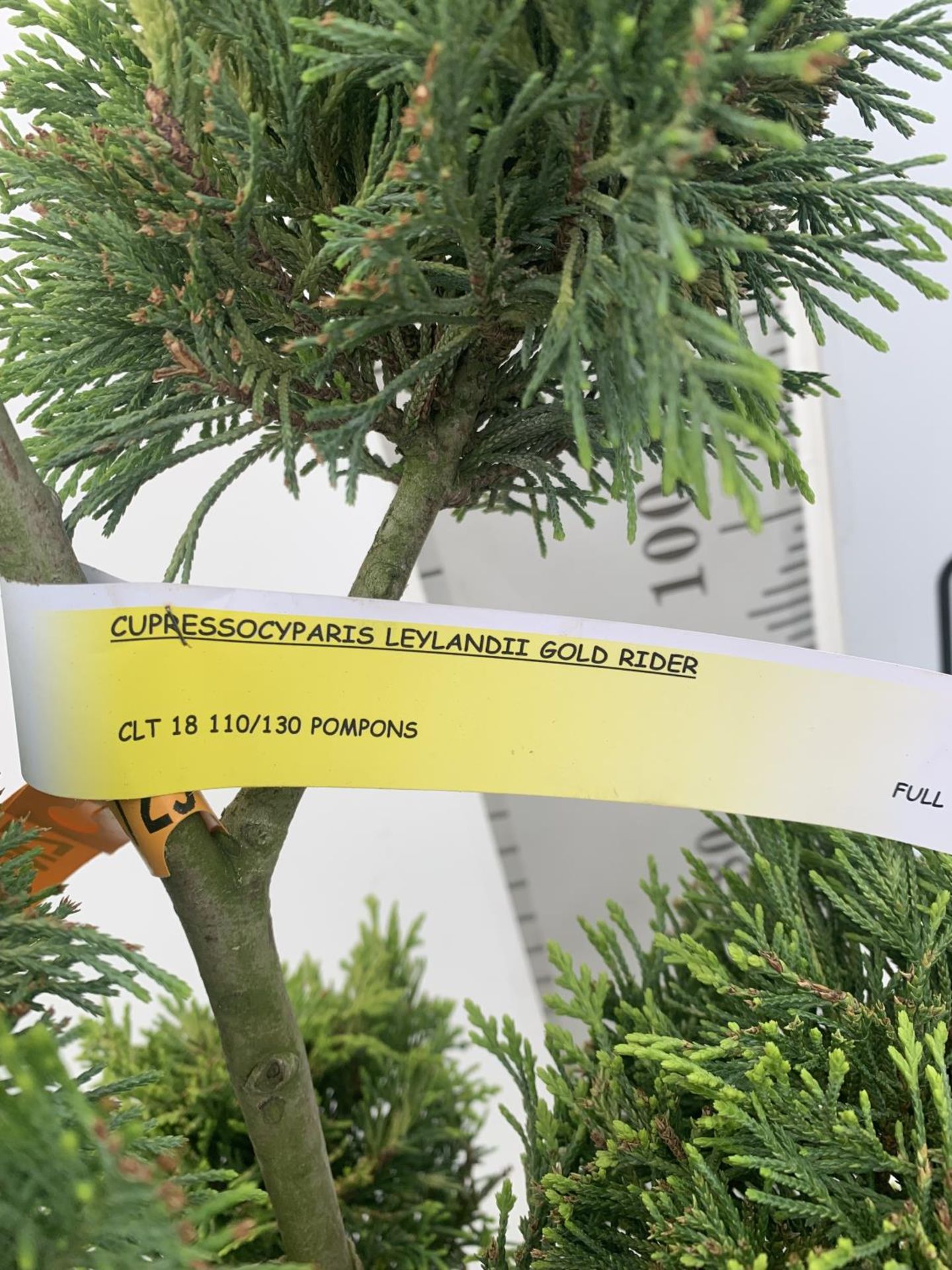 TWO POM POM TREES CUPRESSOCYPARIS LEYLANDII 'GOLD RIDER' APPROX 150CM IN HEIGHT IN 15 LTR POTS - Bild 6 aus 7